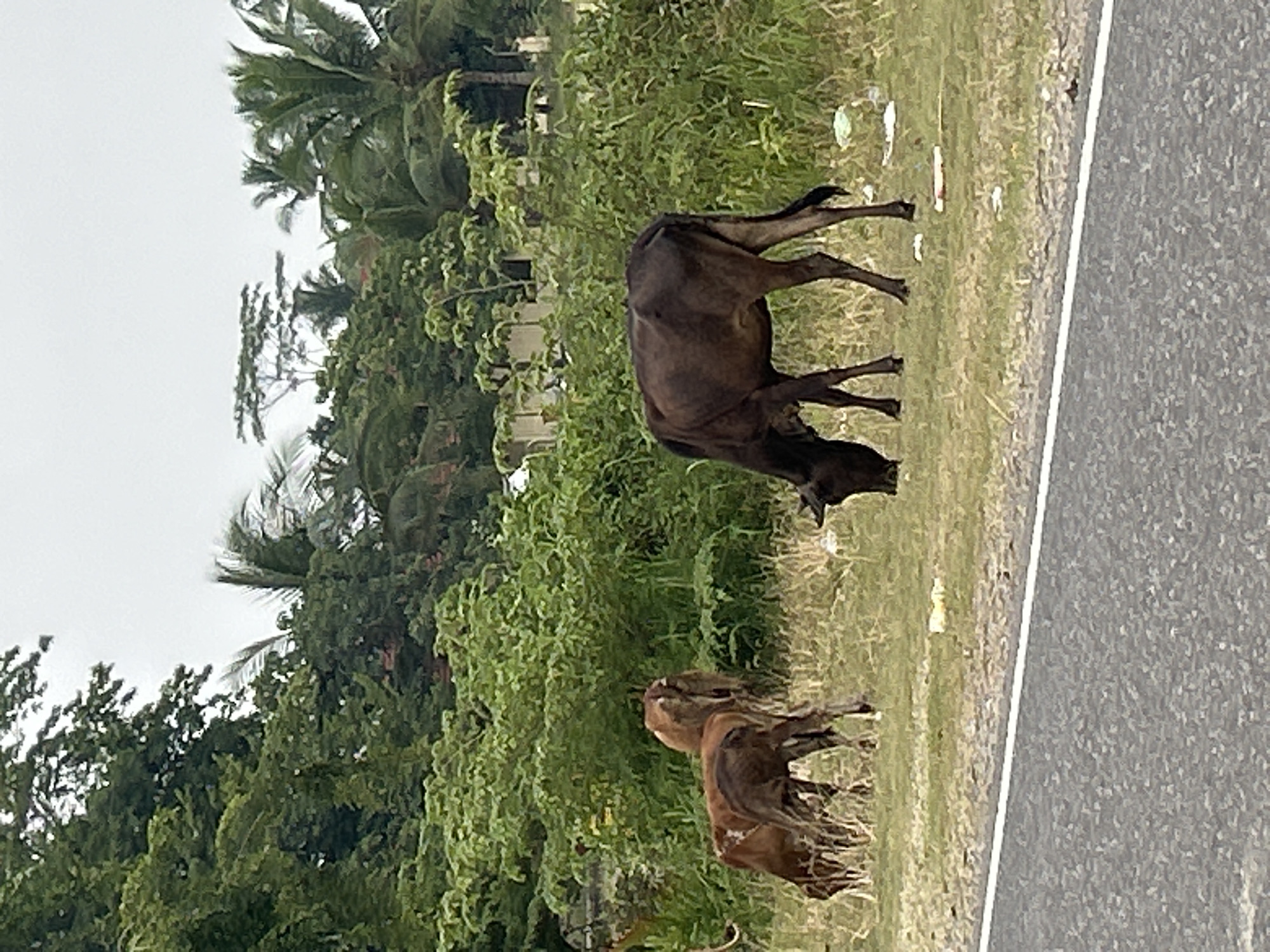 Cattle, scooters, and soccer on a cloudy Indonesian morning