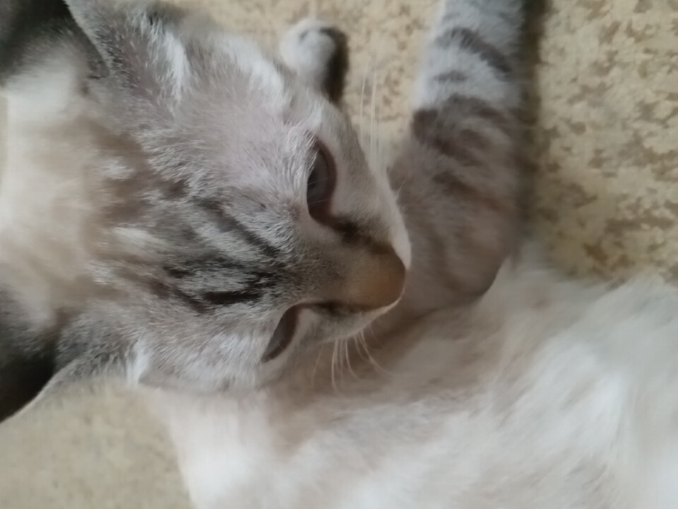 Cat napping at home in Angren, plants nearby