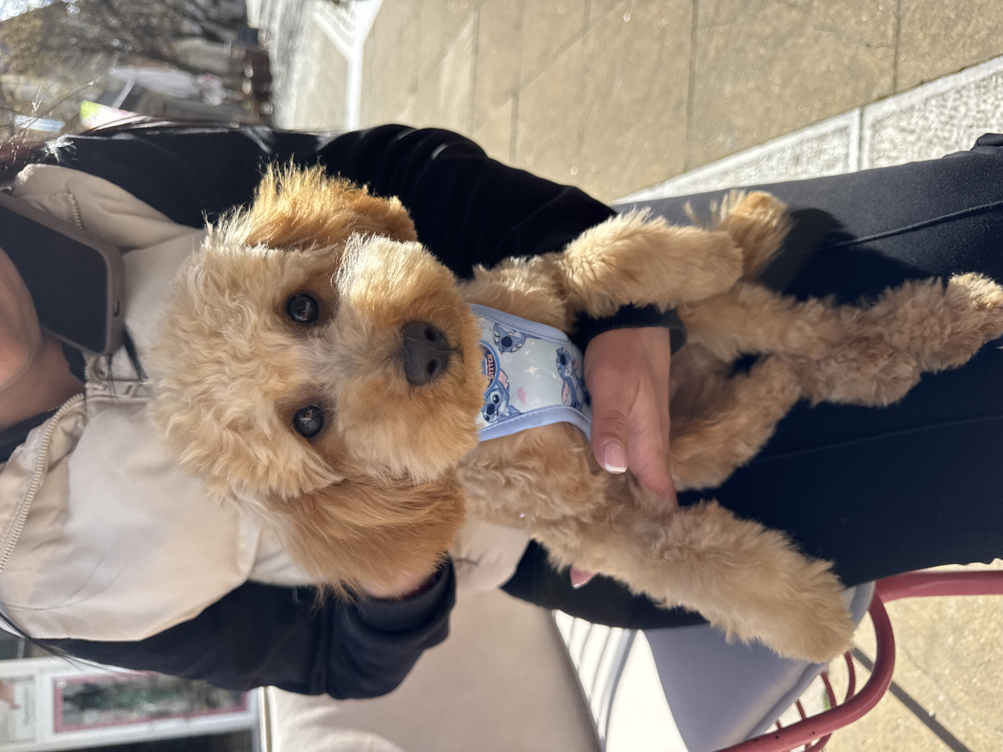 Person holds poodle in cartoon harness in Blagoevgrad