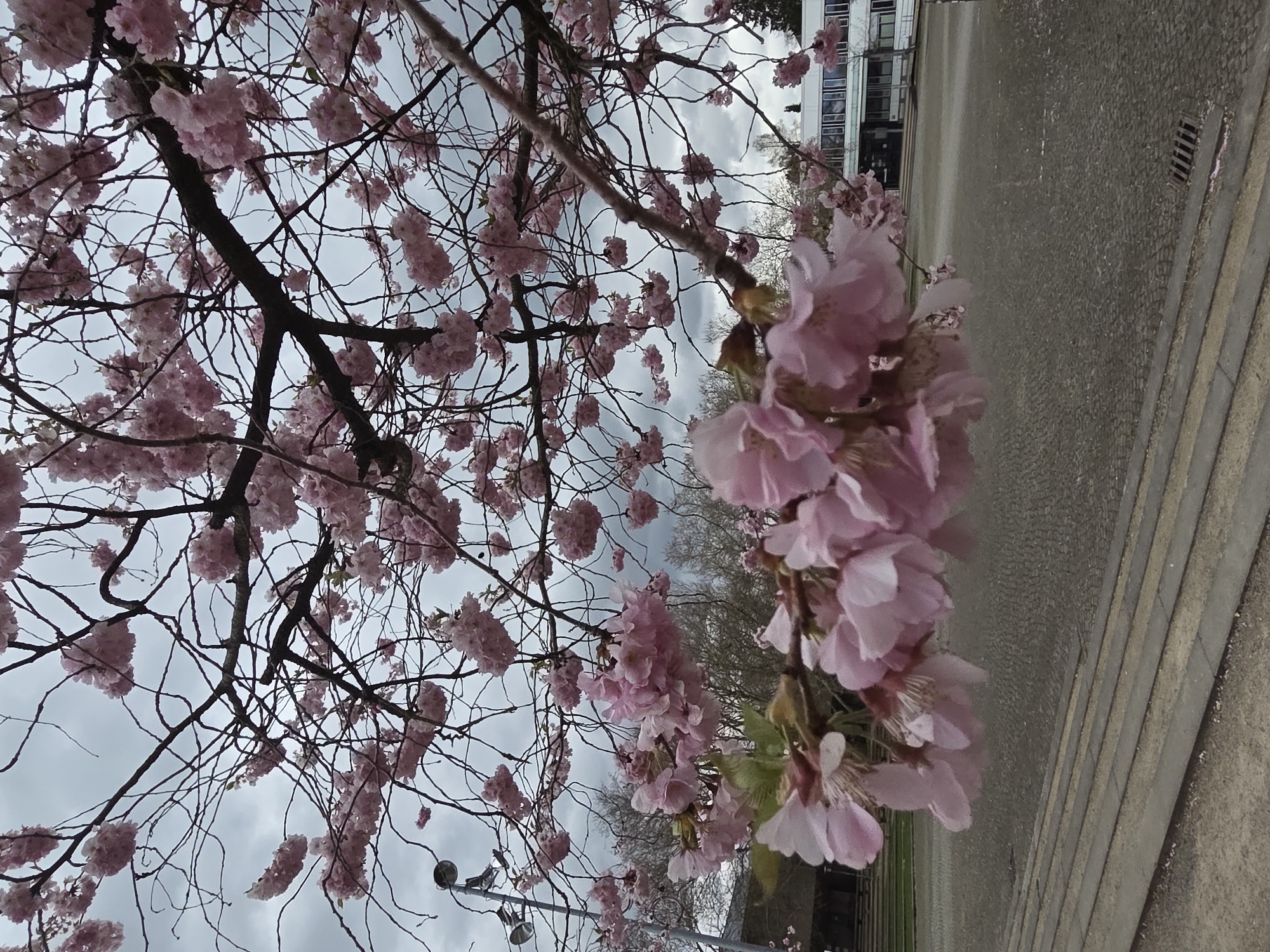 Cherry blossoms bloom in Göttingen amid cloudy spring morning