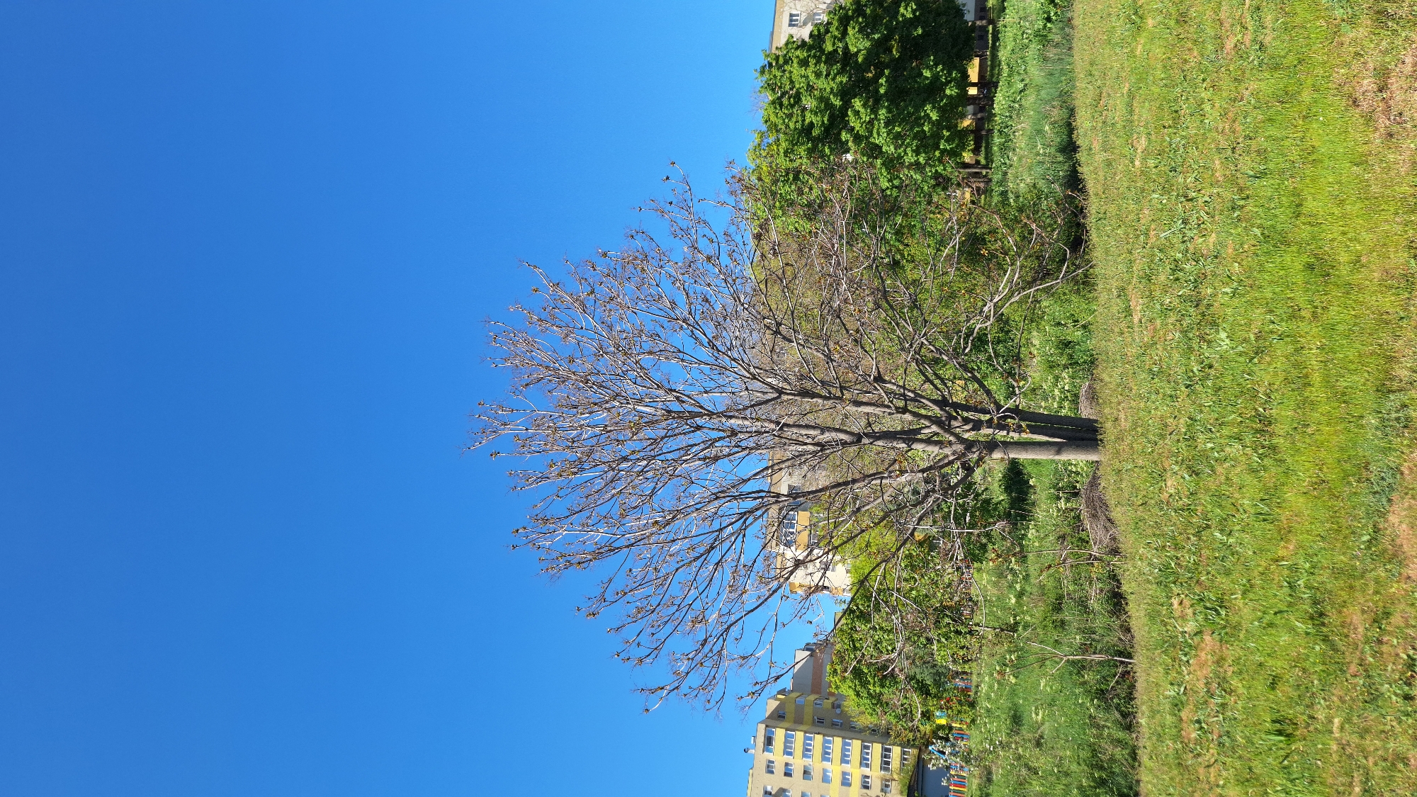 Spring blooms documented in Blagoevgrad park during afternoon walk