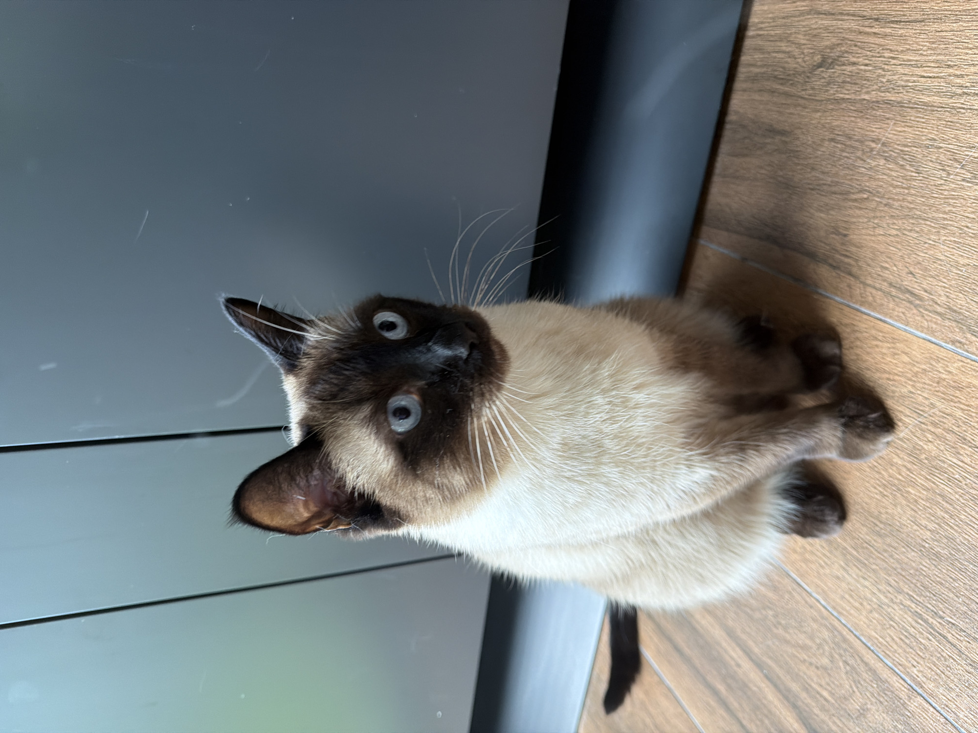 Cats and construction activity observed in Steklyannyi, Russia