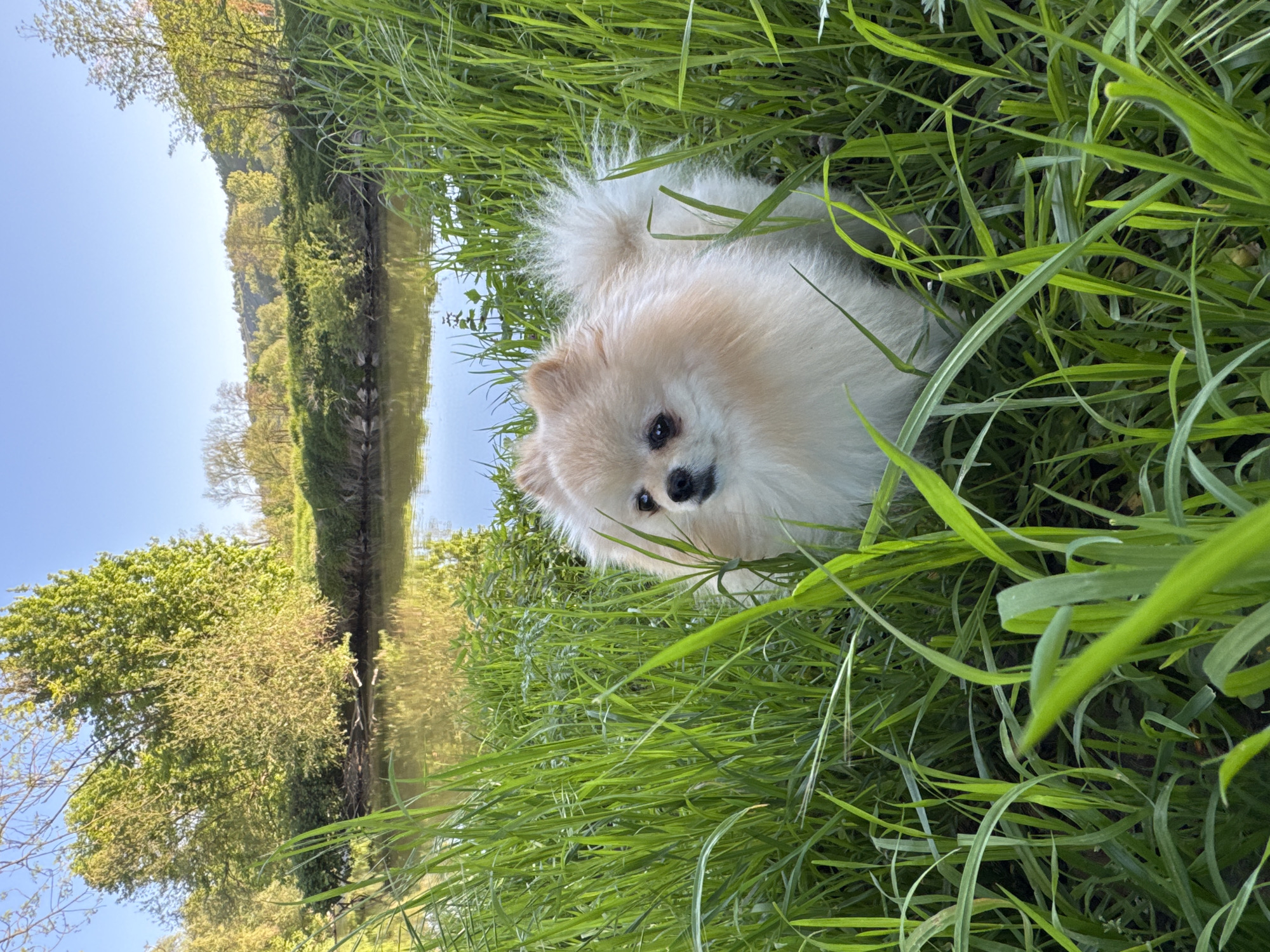 Pomeranian dog spotted near Enz river in German town