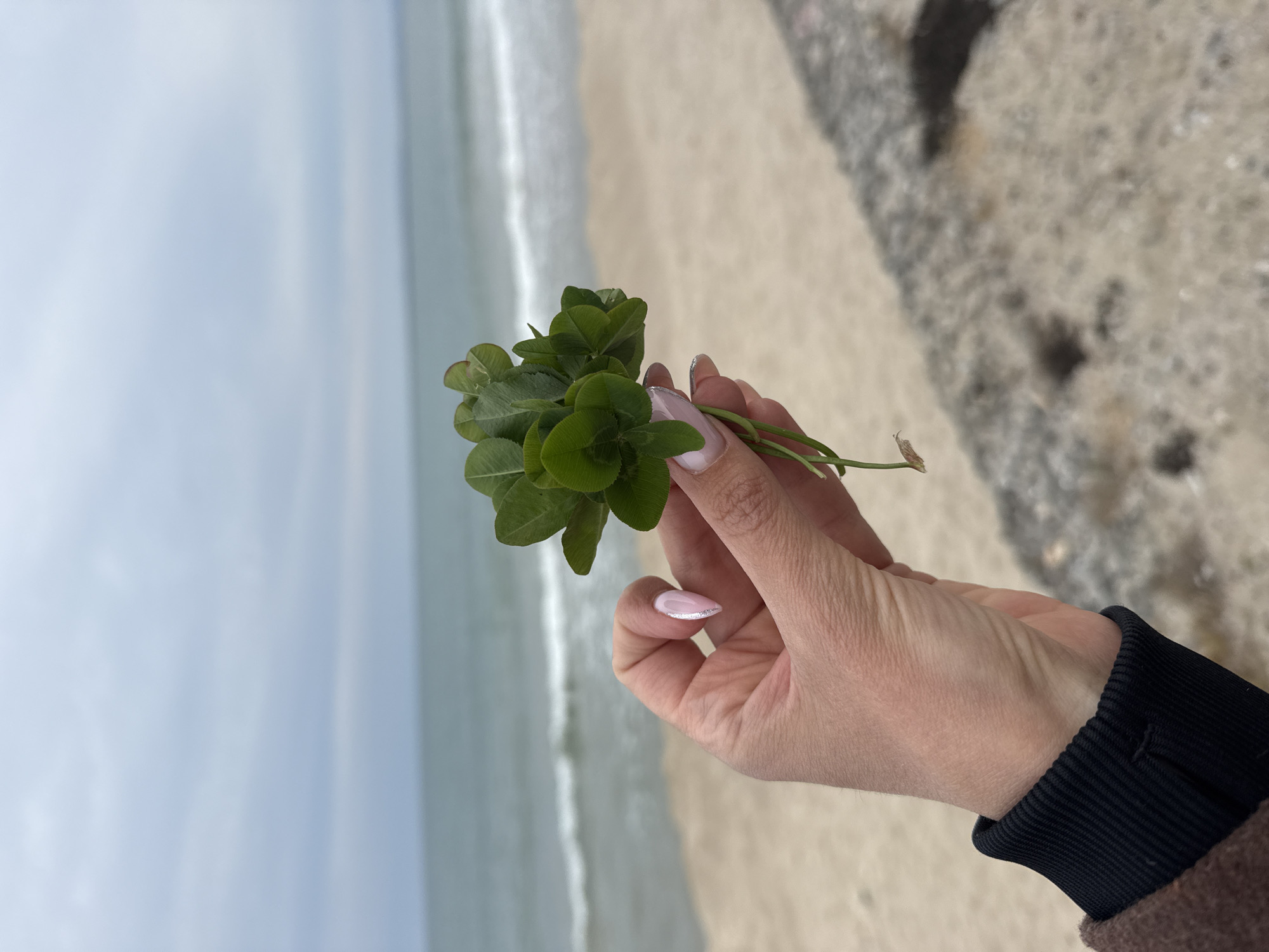 Person forages four-leaf clovers on Bulgarian beach promenade