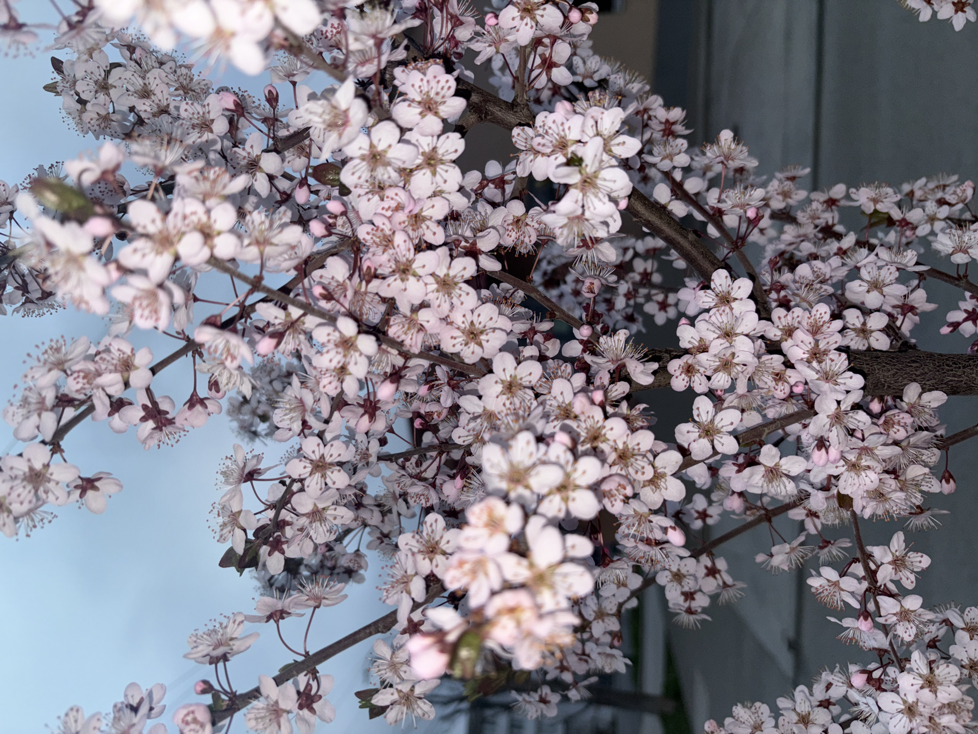 Spring blossoms bloom in Simferopol as witnesses document flowering trees
