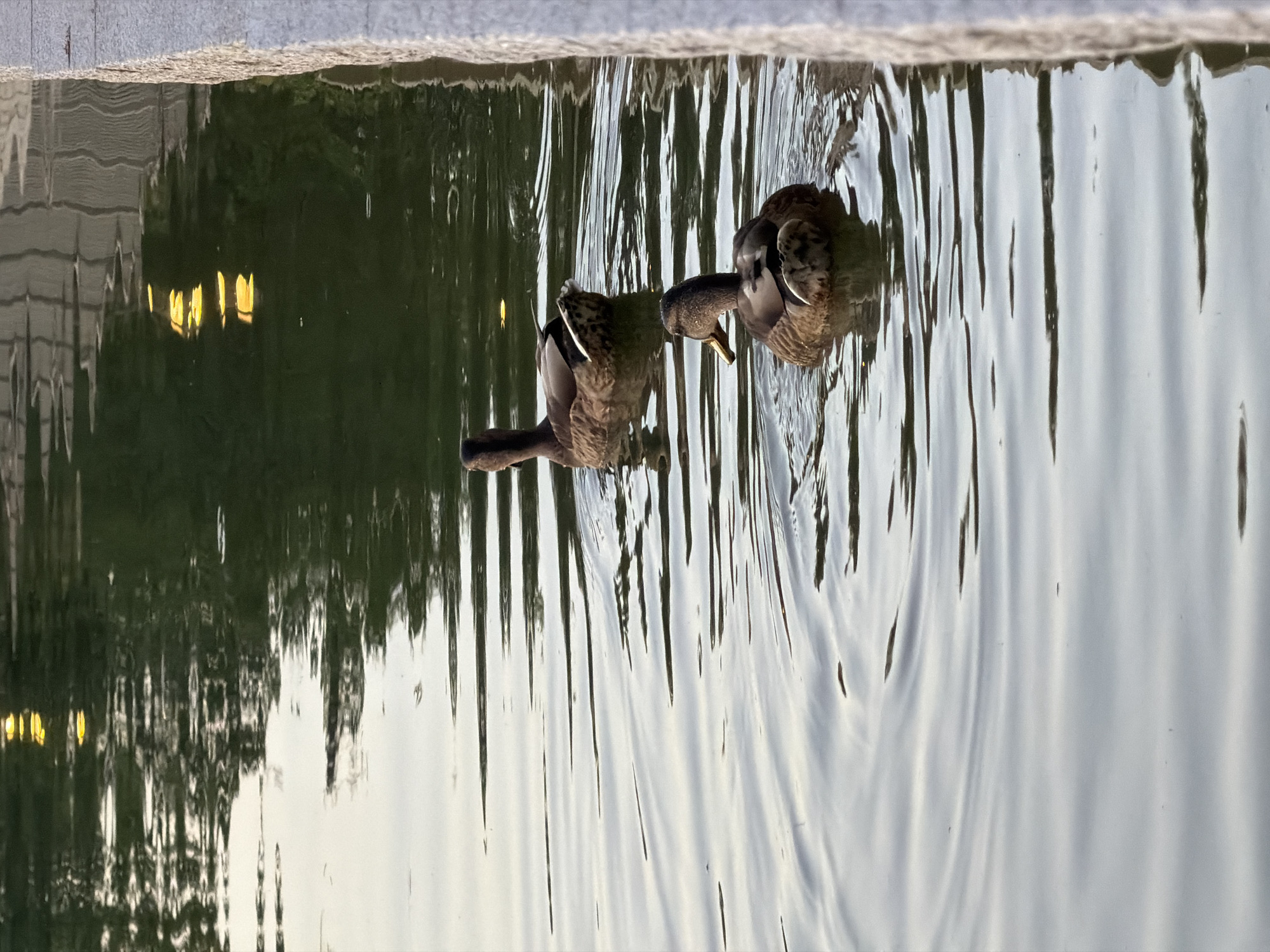 Sunset hour at Retiro Park's lake, Madrid