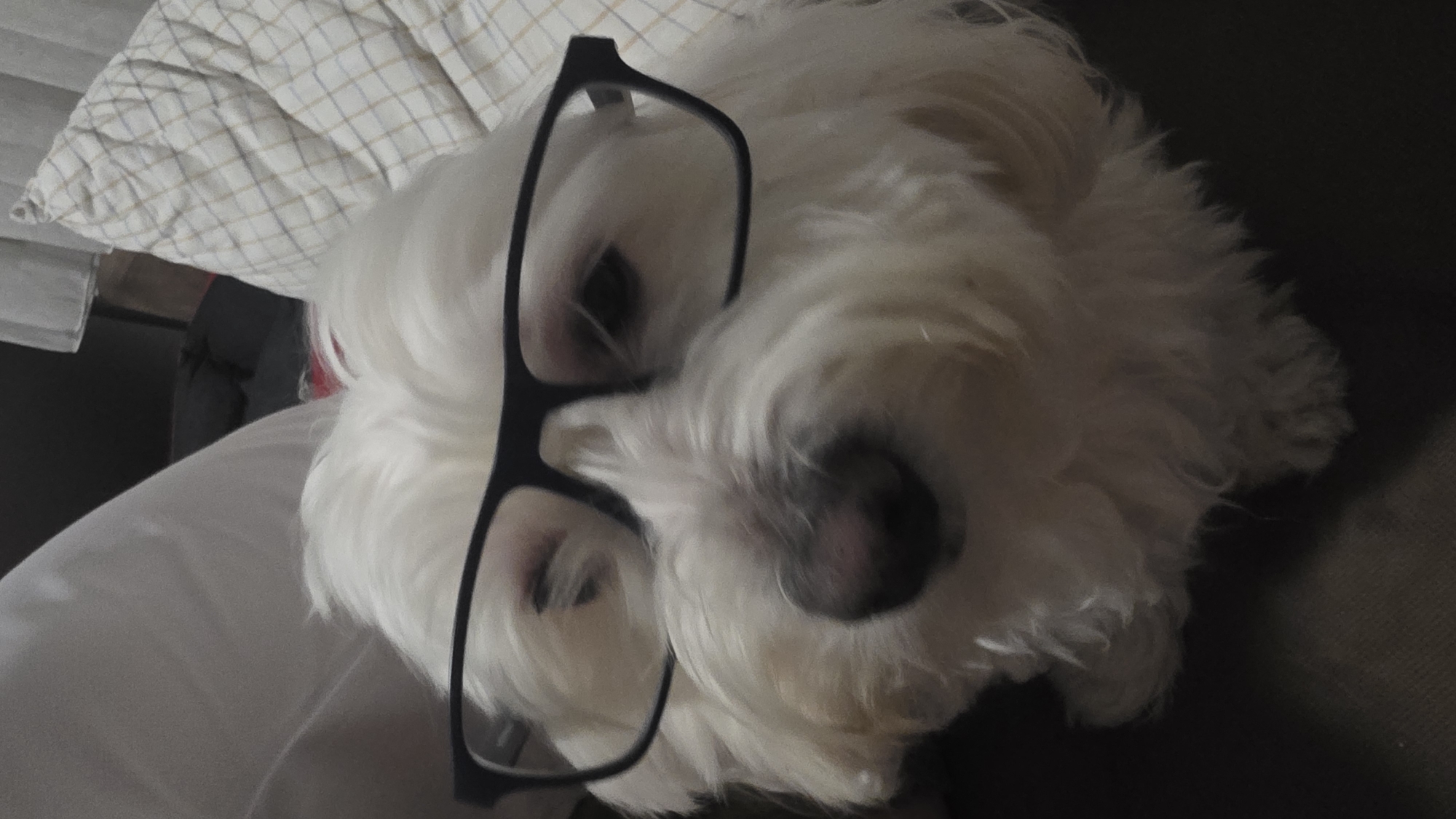 Dog wearing glasses lounges on couch in Bulgarian home