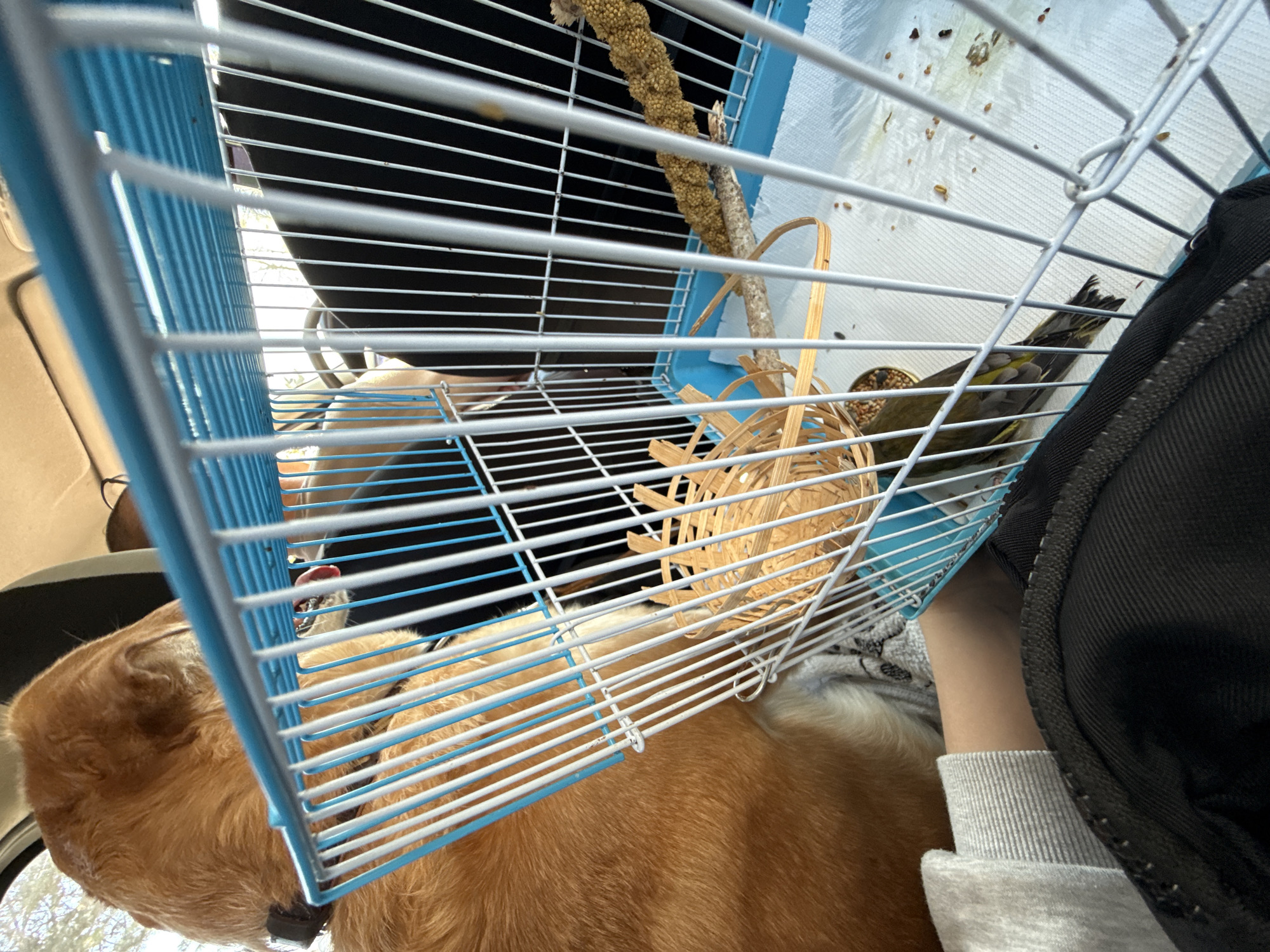 Dog travels with birdcage in vehicle in Zagreb