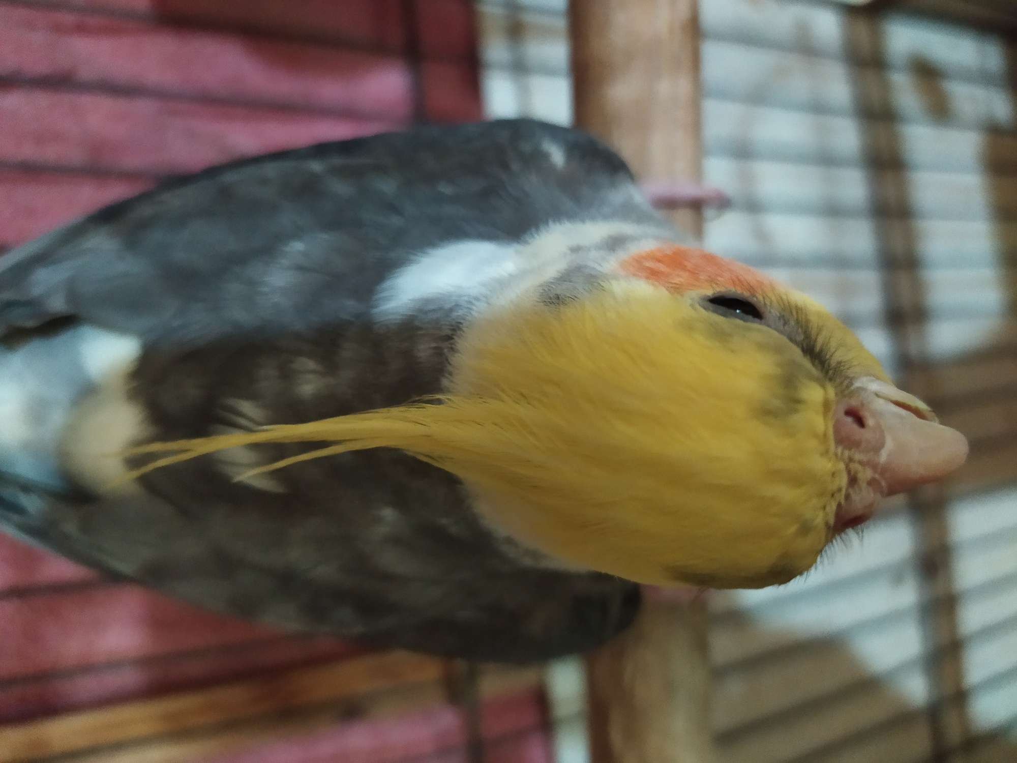 Cockatiel in a cage, photographed from every angle