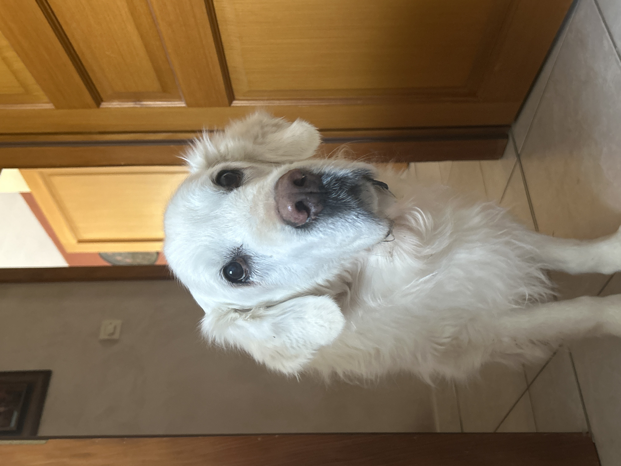 Domestic animals observed indoors in Truchtersheim, France