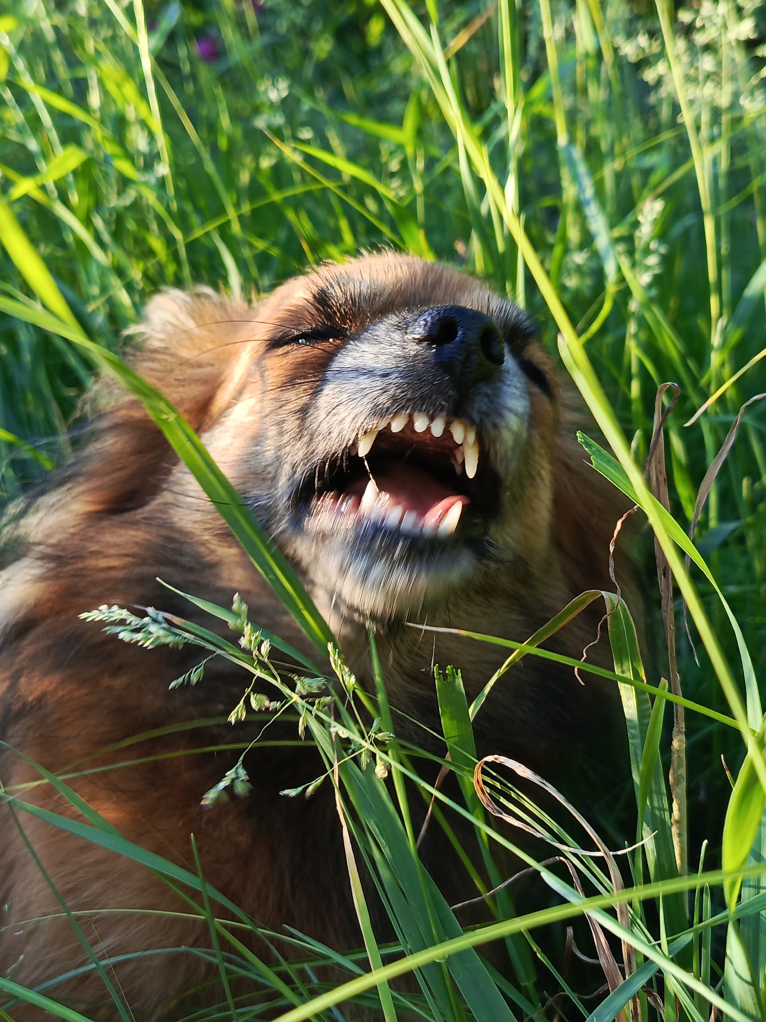 Nature walk documented in Chaikovsky: fox, flowers, dog spotted