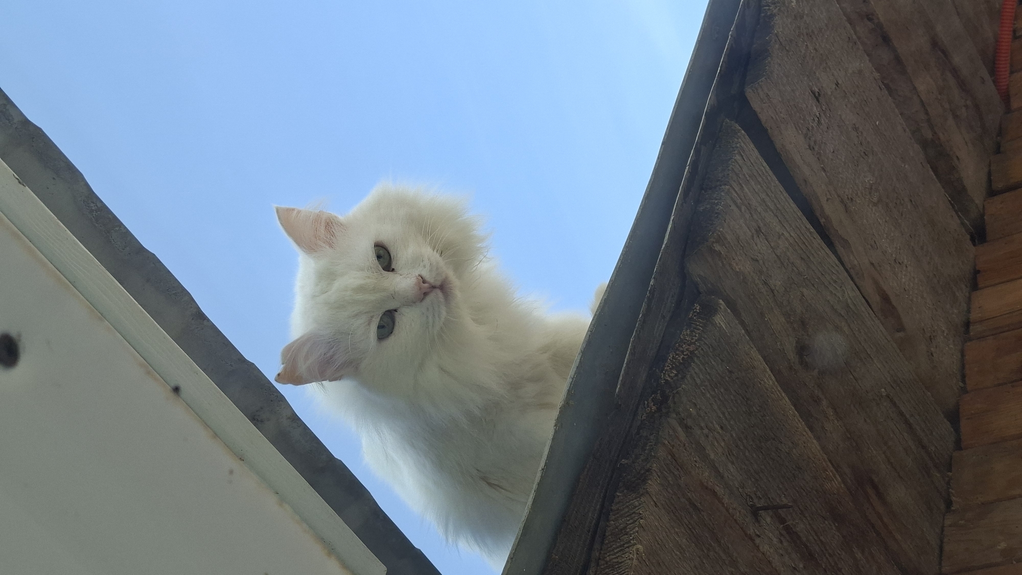 Morning moments with cat and resident in Russian village