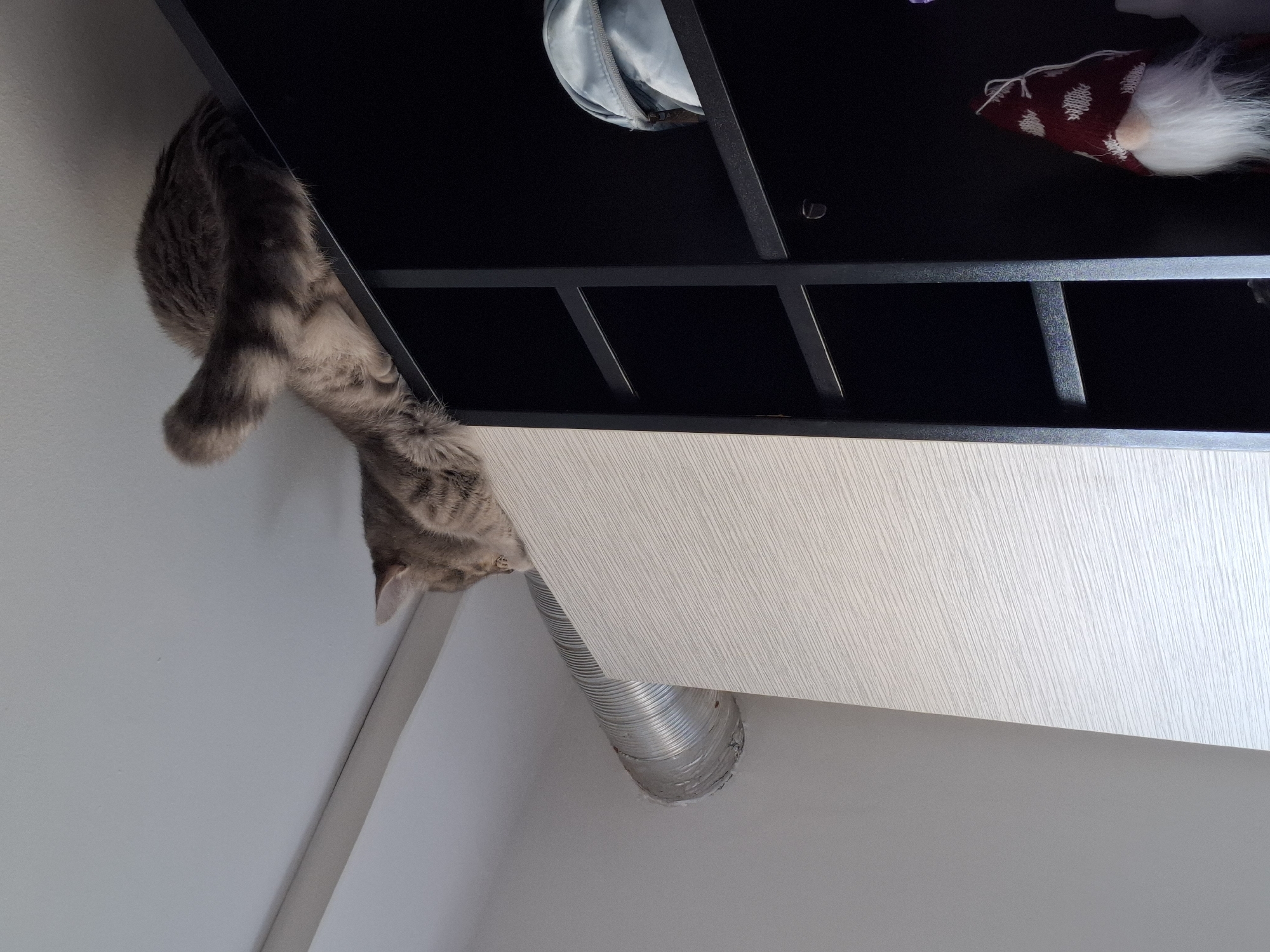 Acrobatic tabby cat filmed climbing upside down on kitchen cabinets