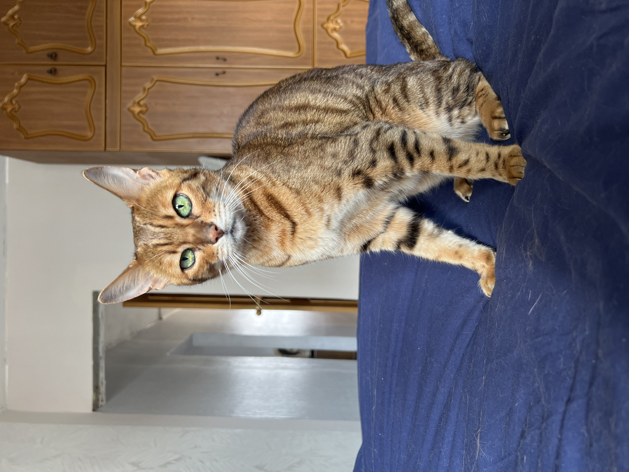 Domestic cats photographed in Moscow homes Sunday morning