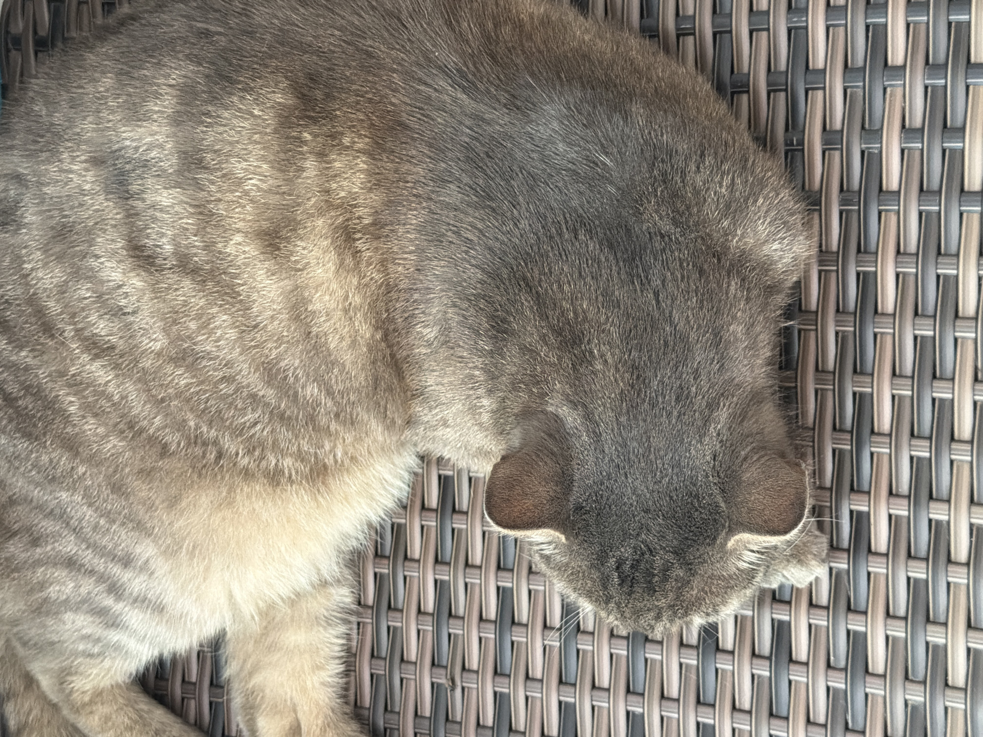 Tabby cat napping on a wicker chair in Prosena, Bulgaria