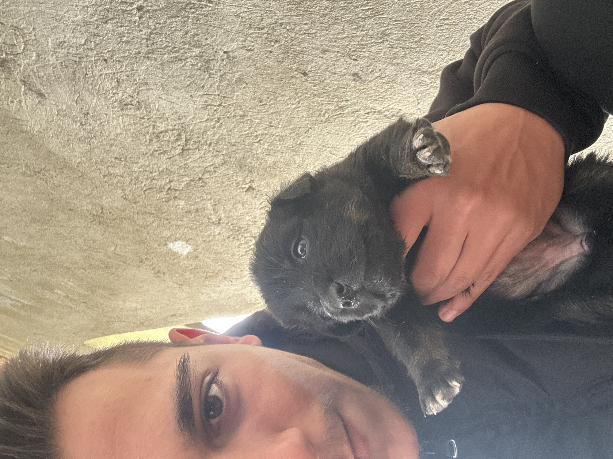 Person handles young puppies in rural Bulgarian setting