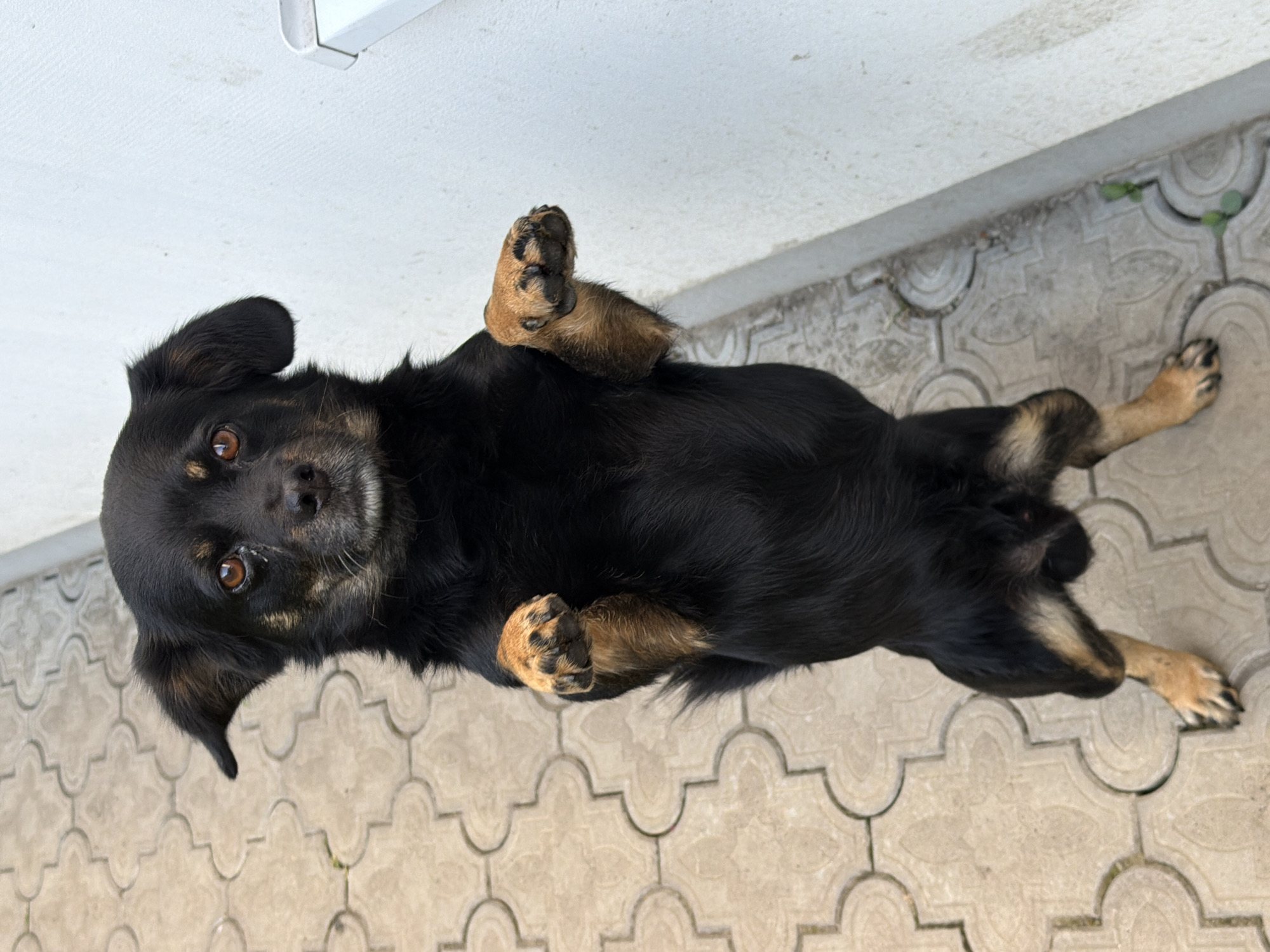 Dogs and garden plants on a Kozova morning