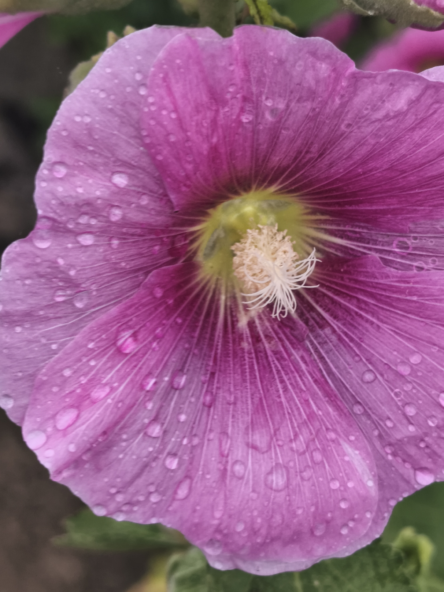Wet summer flowers in close-up, Asan-si after rain