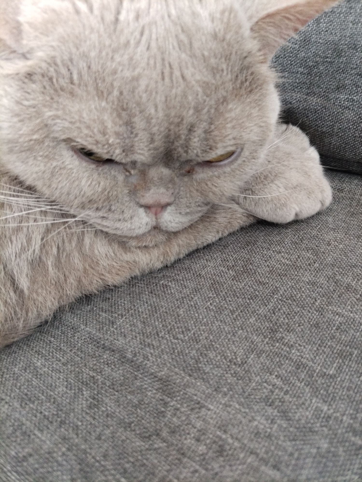 Two cats doing absolutely nothing on a gray couch