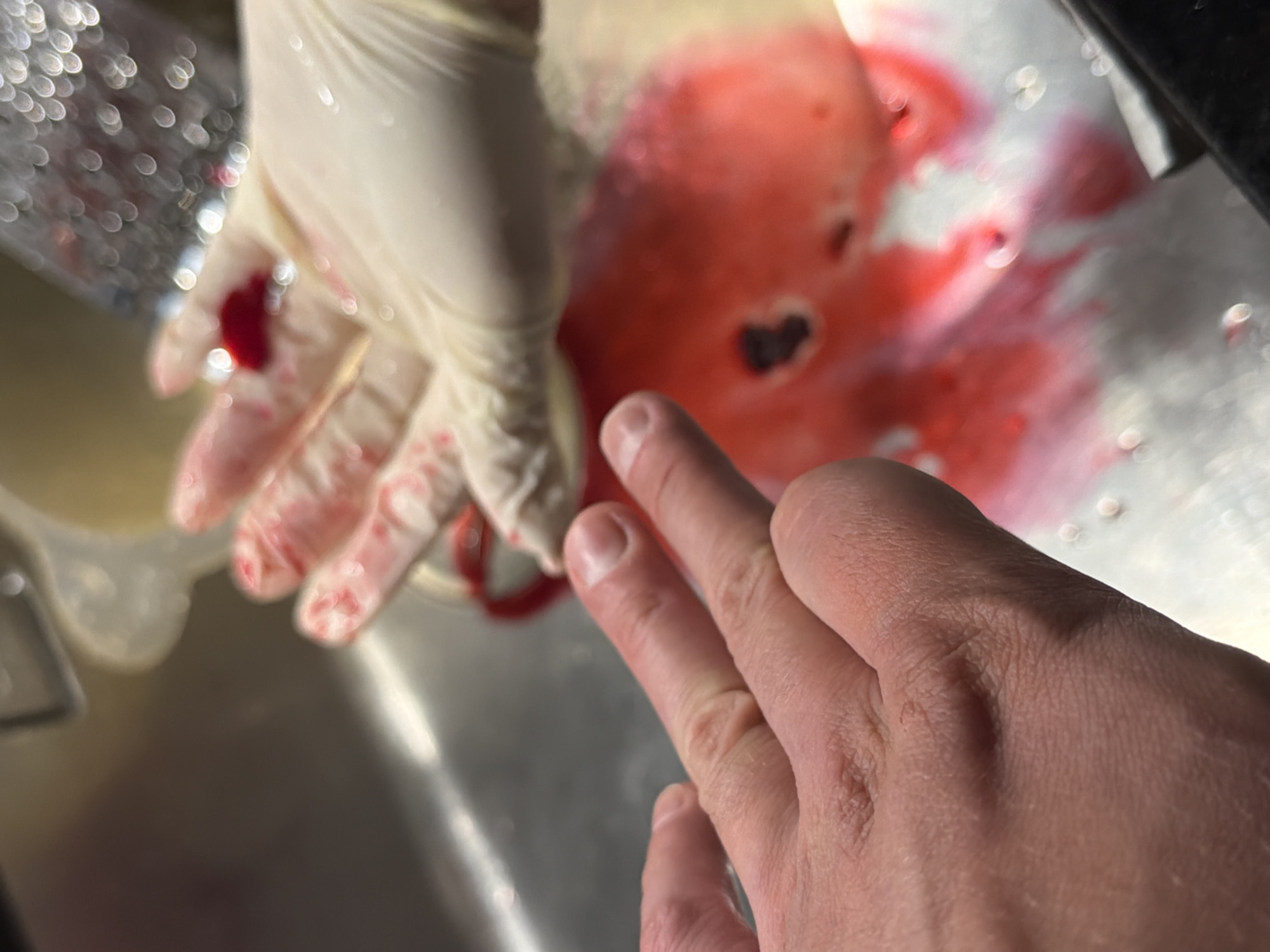 Woman grates beetroot in kitchen, Bremgarten Switzerland