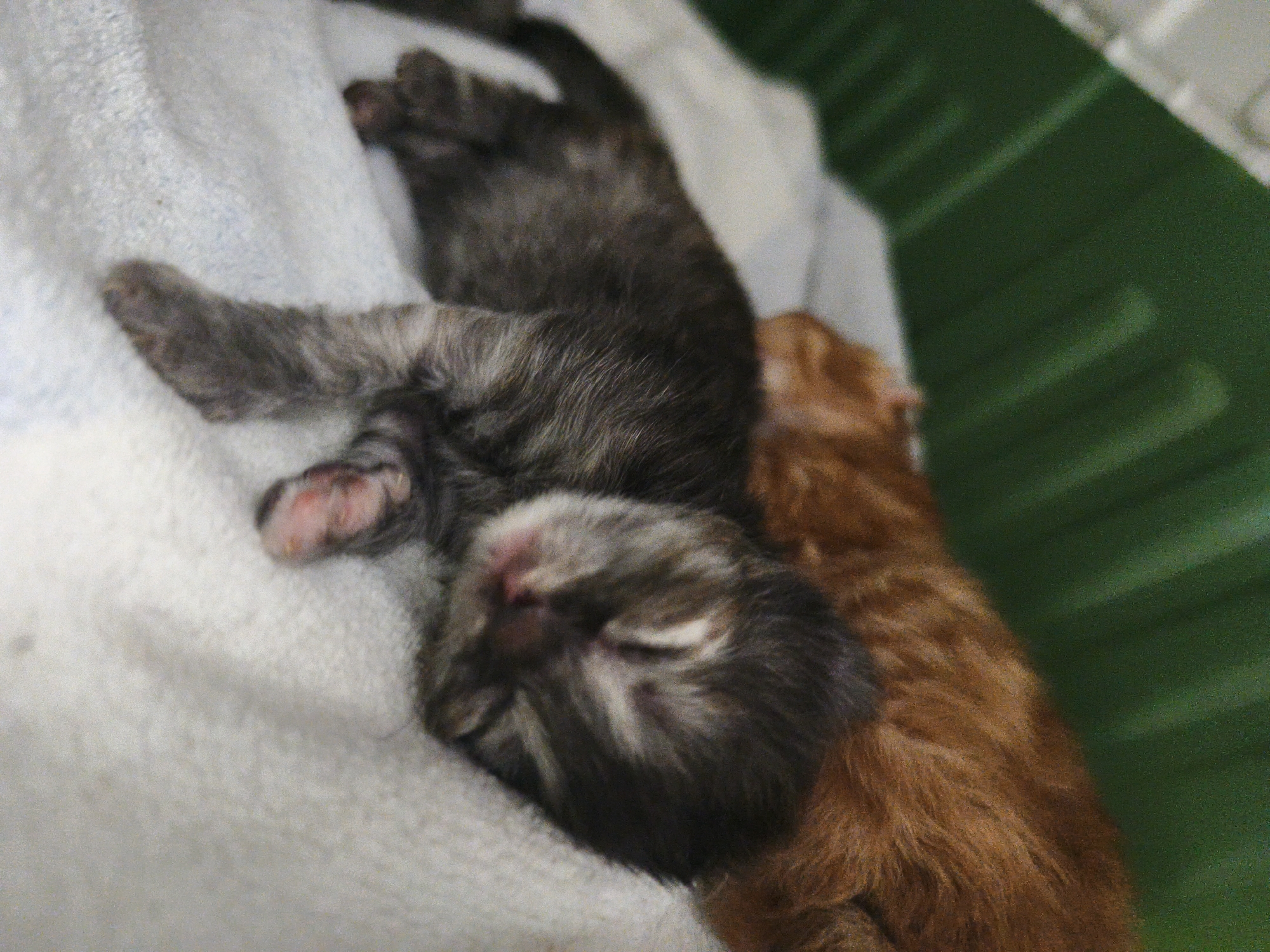 Afternoon cat portraits: kittens and adults up close