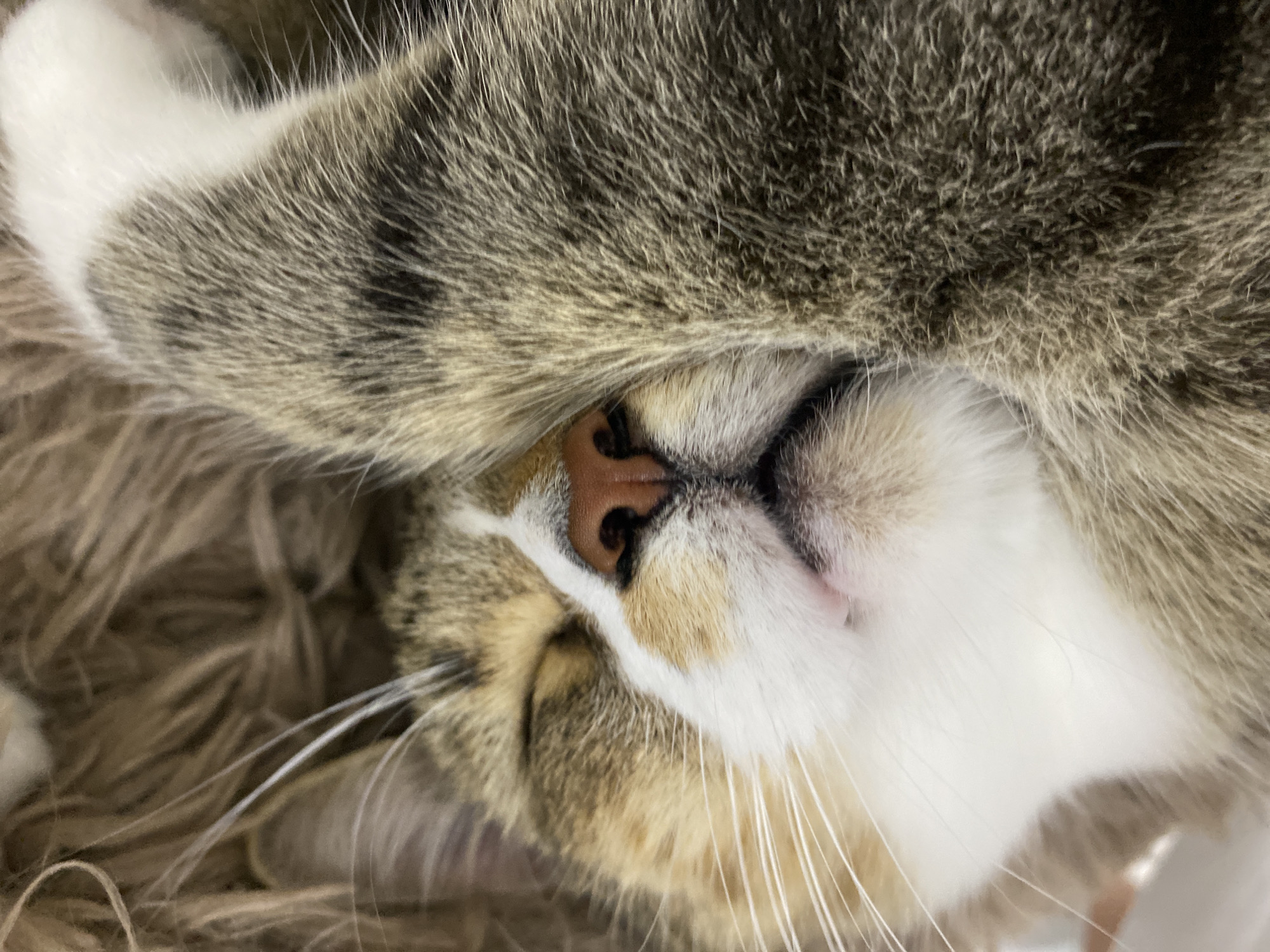 Tabby cat naps with paw over face in Novokuybyshevsk