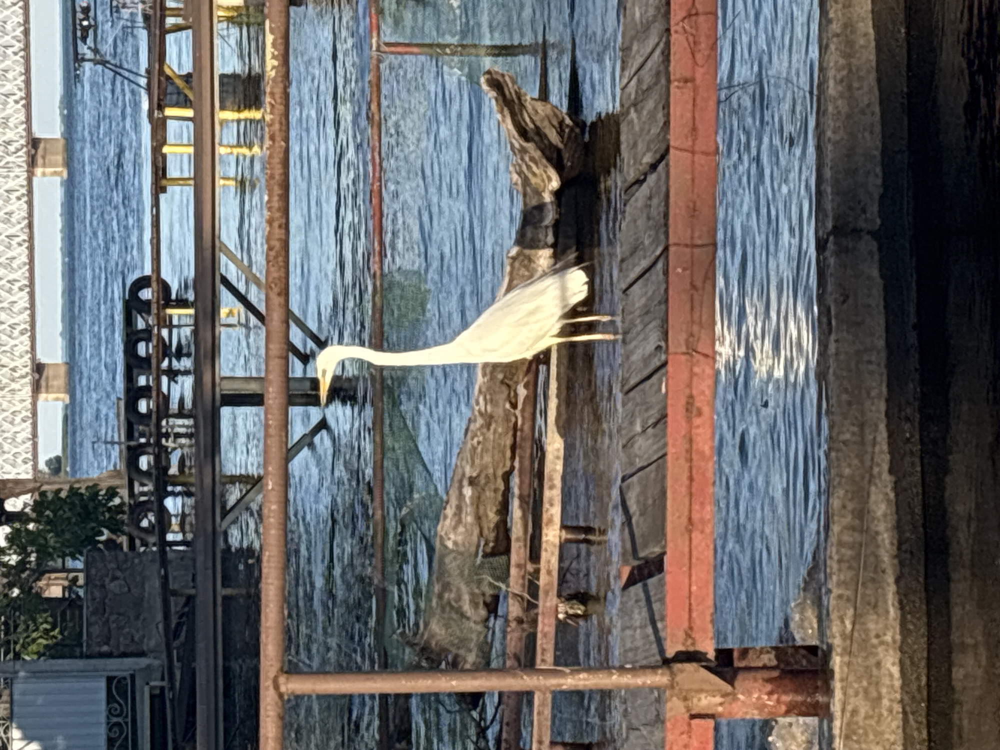 Great egret lingers around a waterside dock in Cherkasy