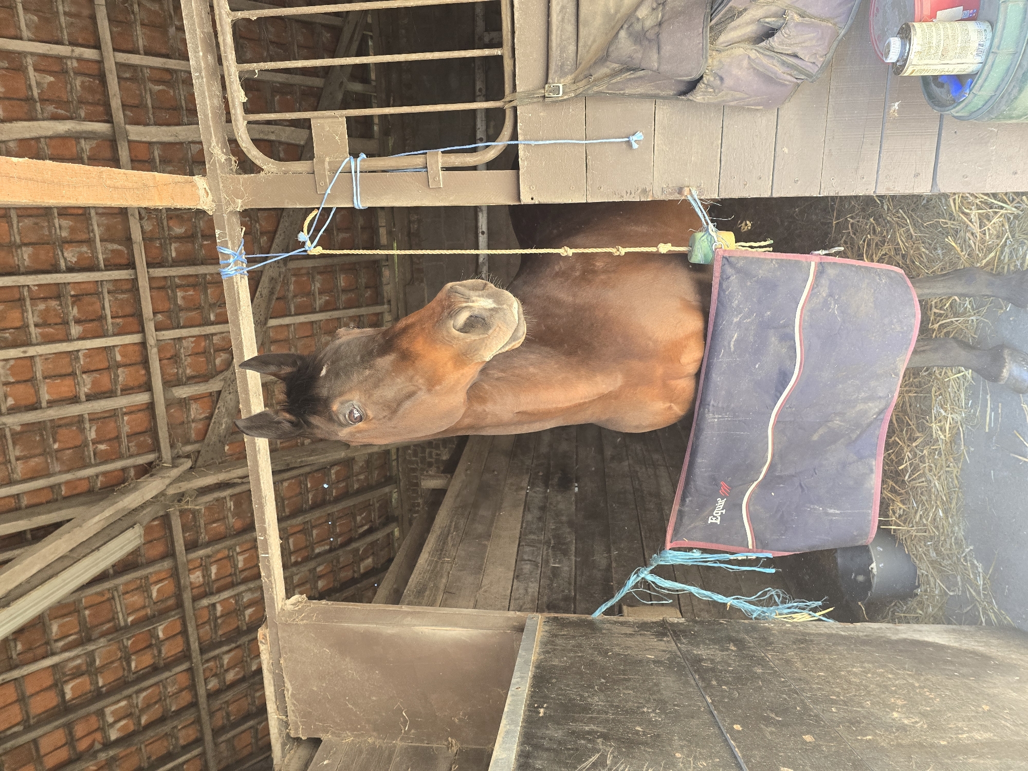 Horse spotted in rustic stable in Estaimpuis, Belgium
