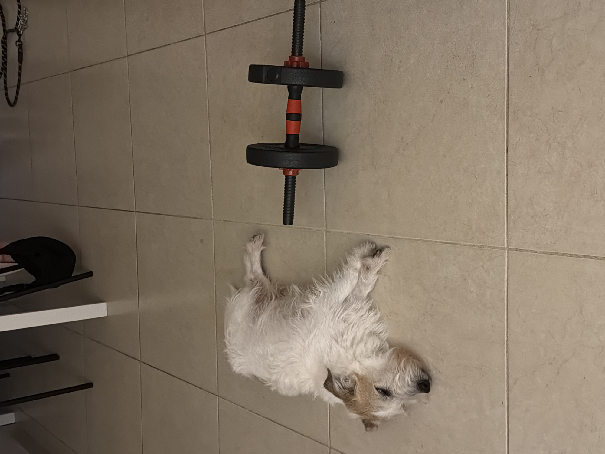 Casual indoor moment with dog captured in Tel Aviv