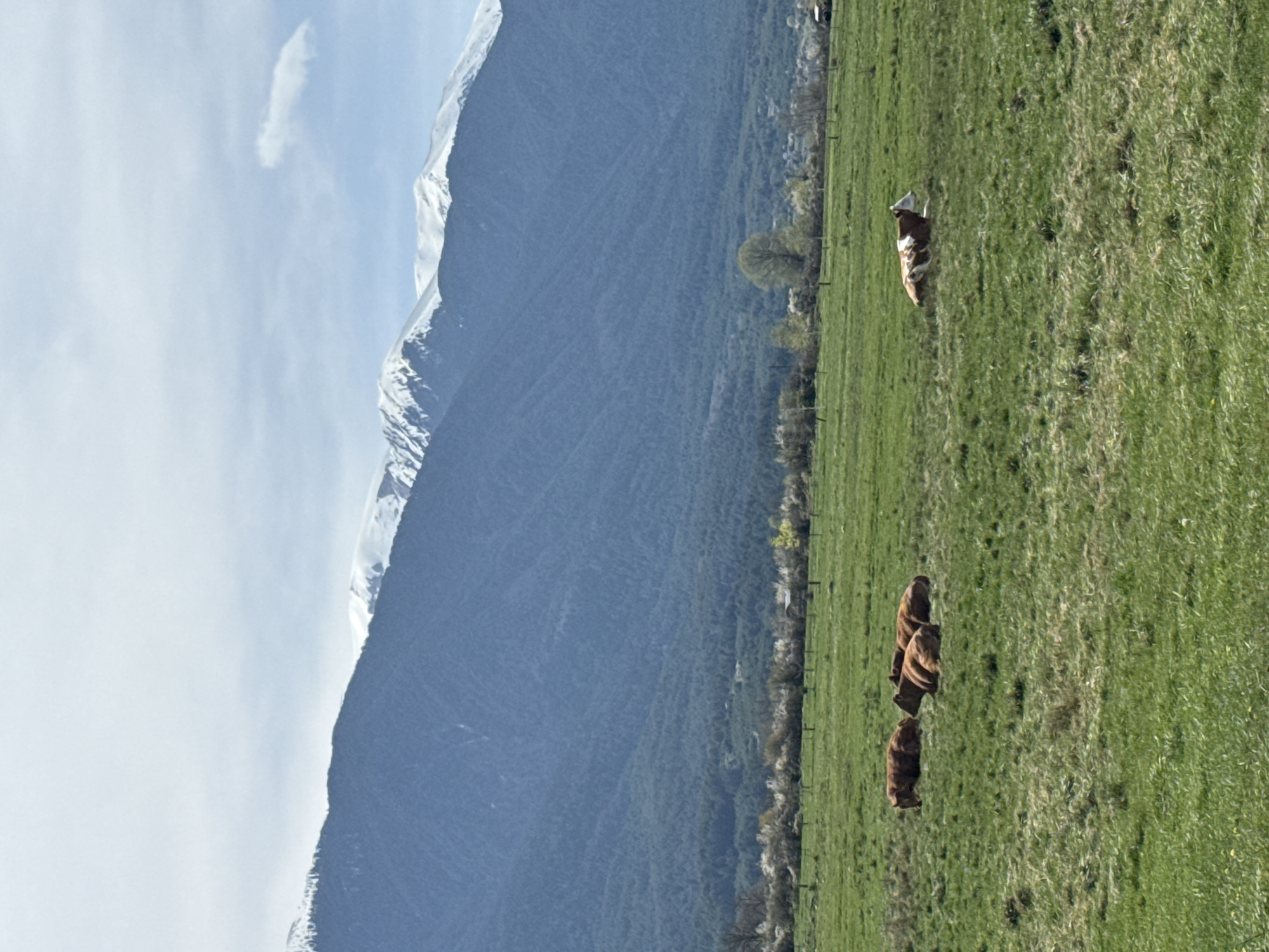 Cow grazes in mountain pasture near Bansko, Bulgaria