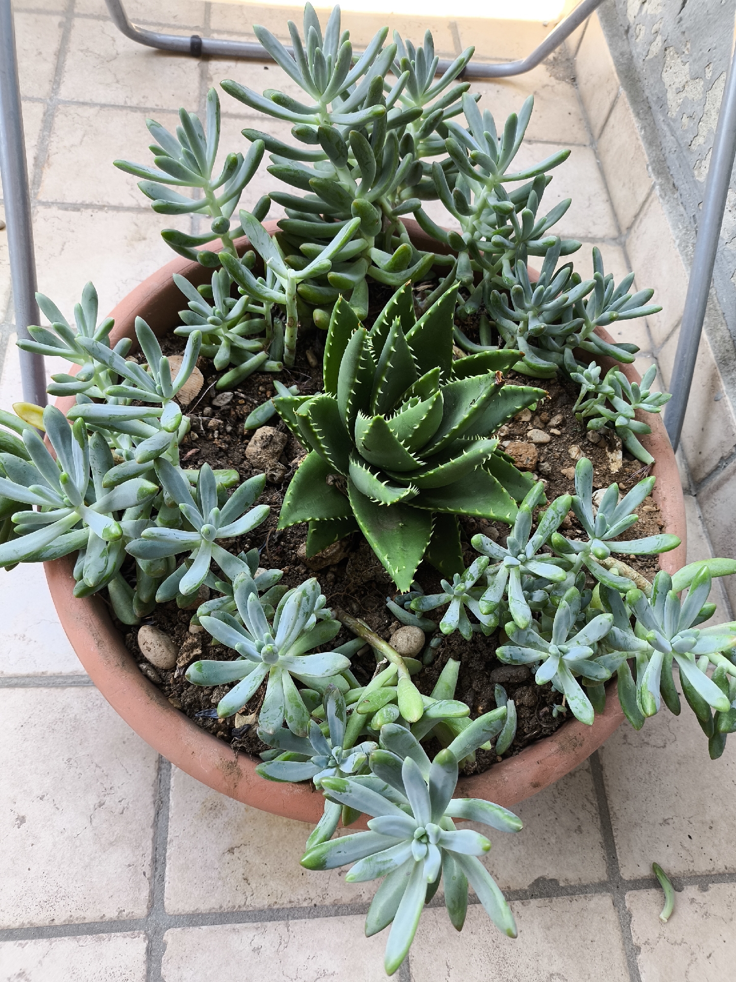 Potted plants and succulents photographed up close in Pomezia