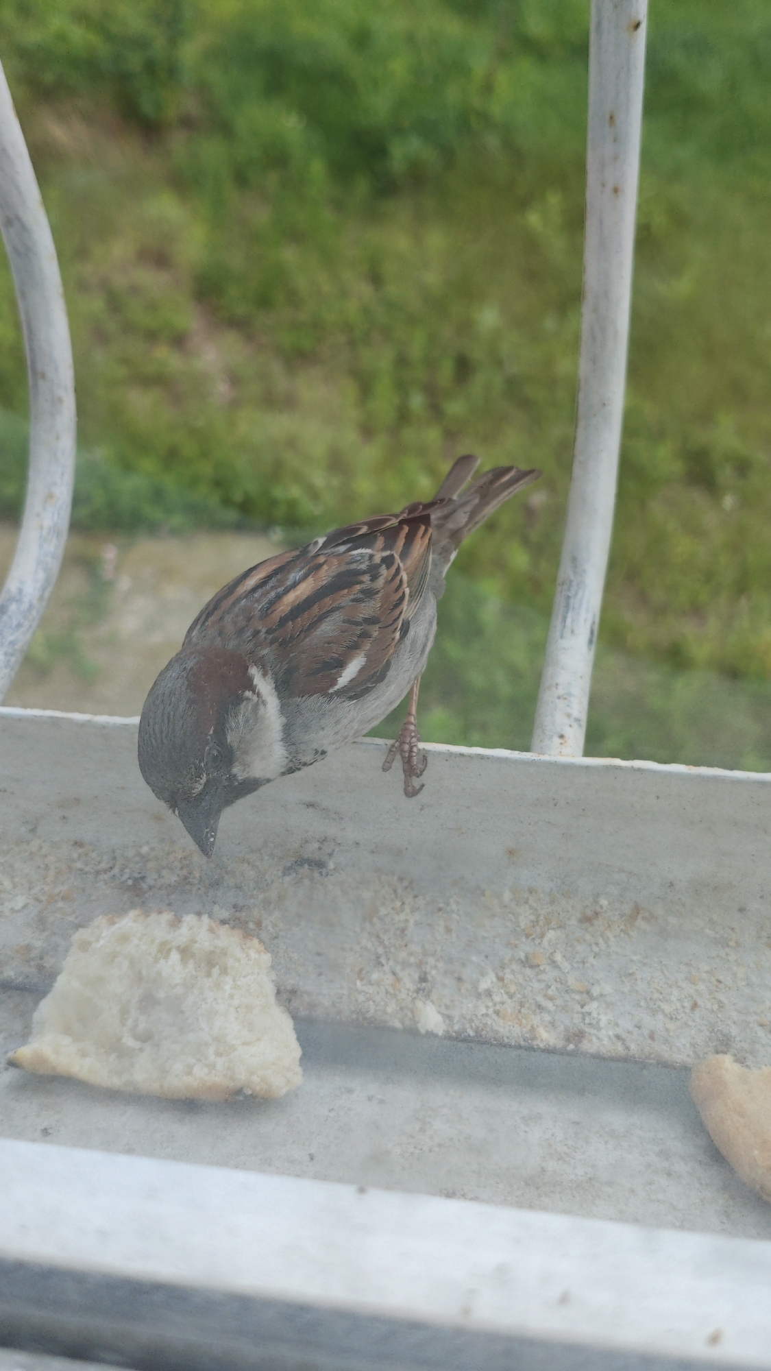 House sparrows feeding on bread scraps at a windowsill