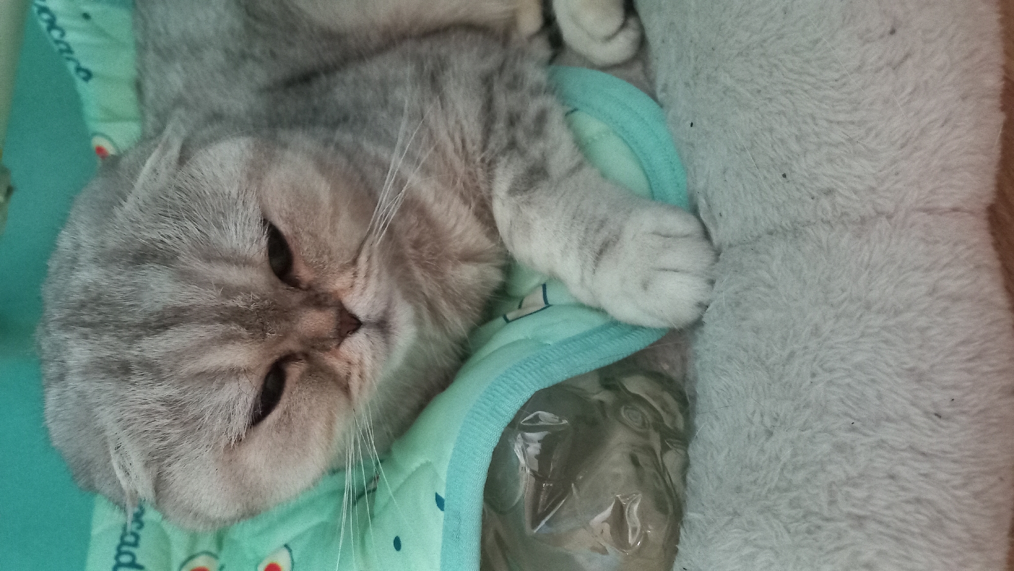 Quiet domestic moments with sleeping cats documented in Kremenchuk