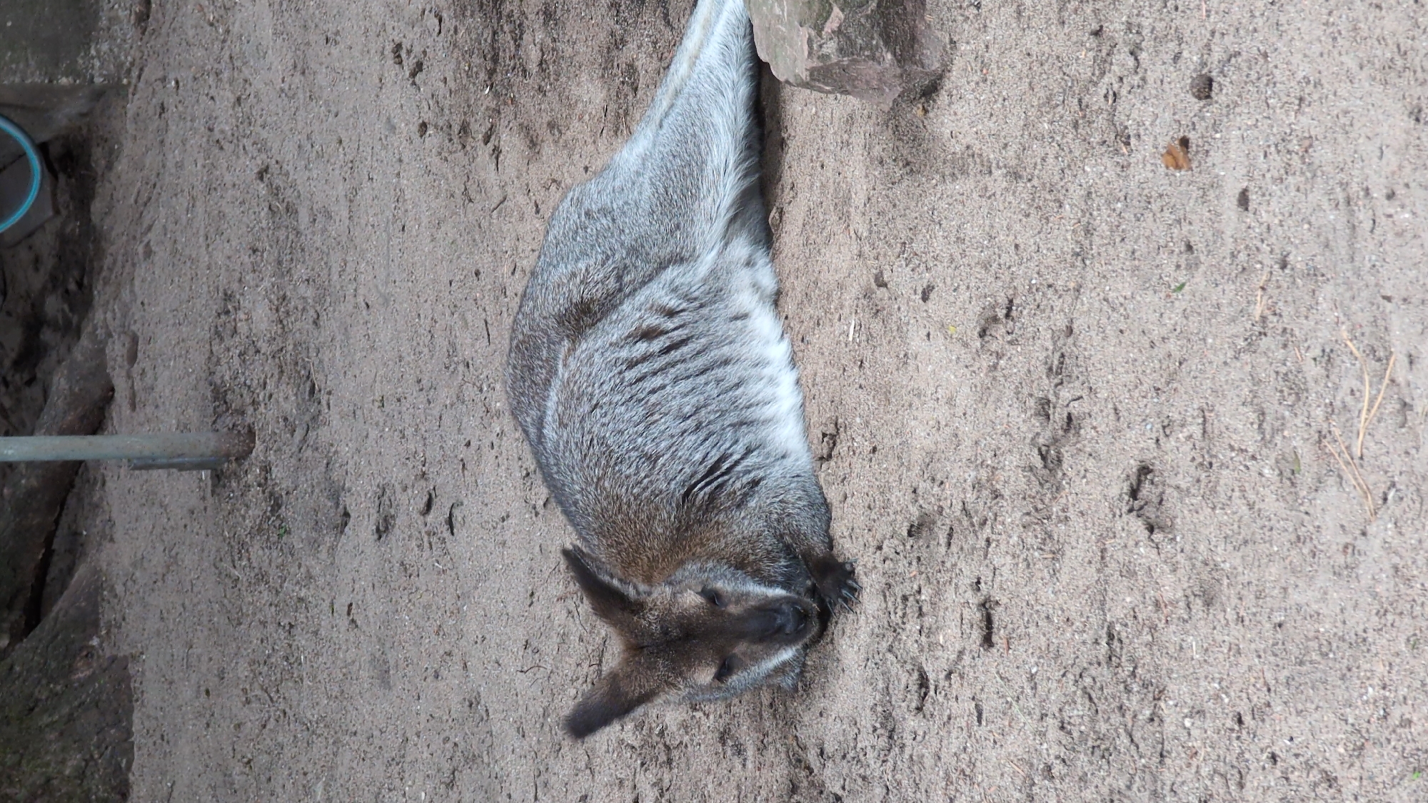 Afternoon walk through Viernheim Wildlife Park, animals and all