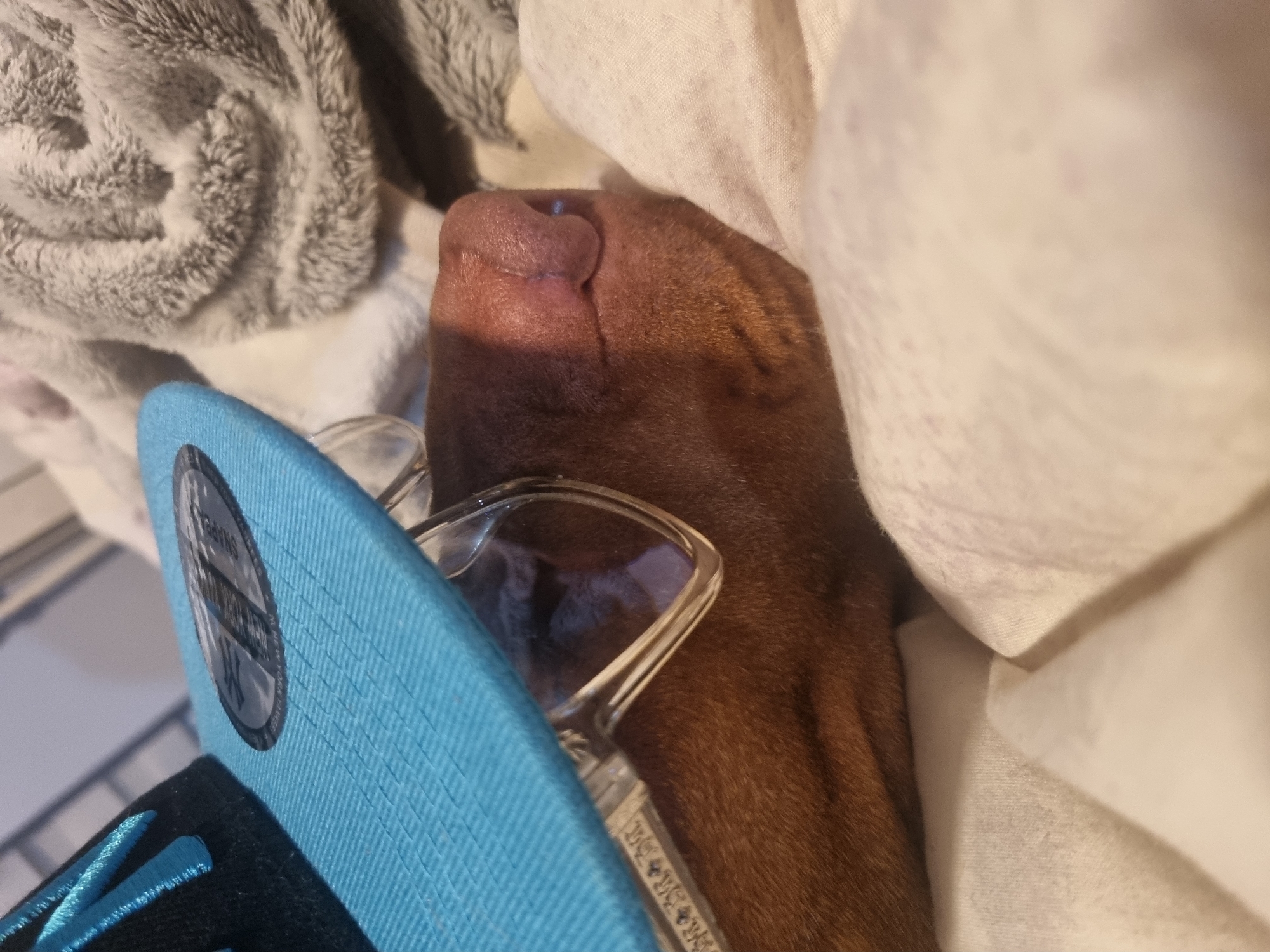 Brown dog photographed resting at home with household items