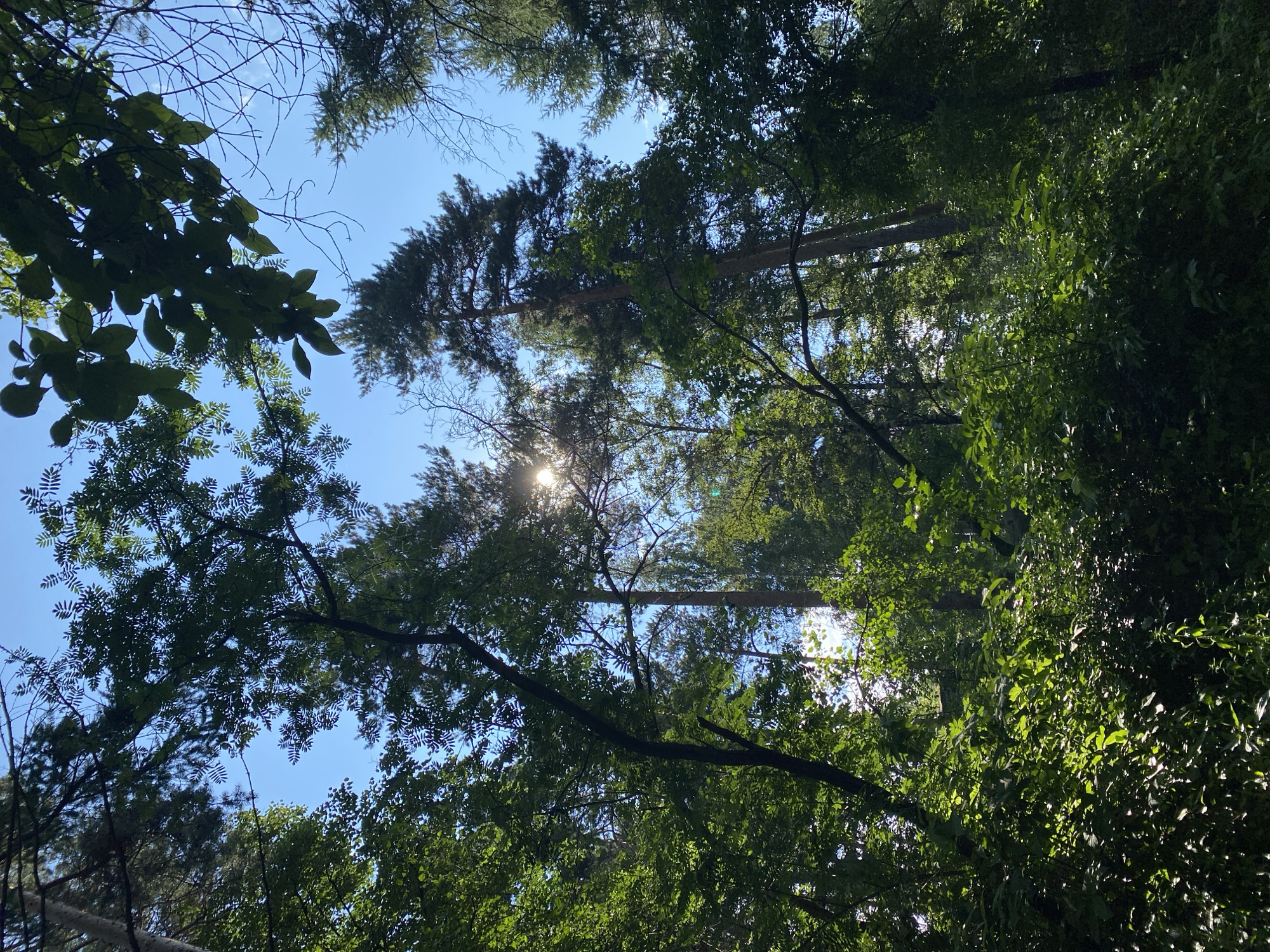 Forest selfie session on a sunny day near Yekaterinburg
