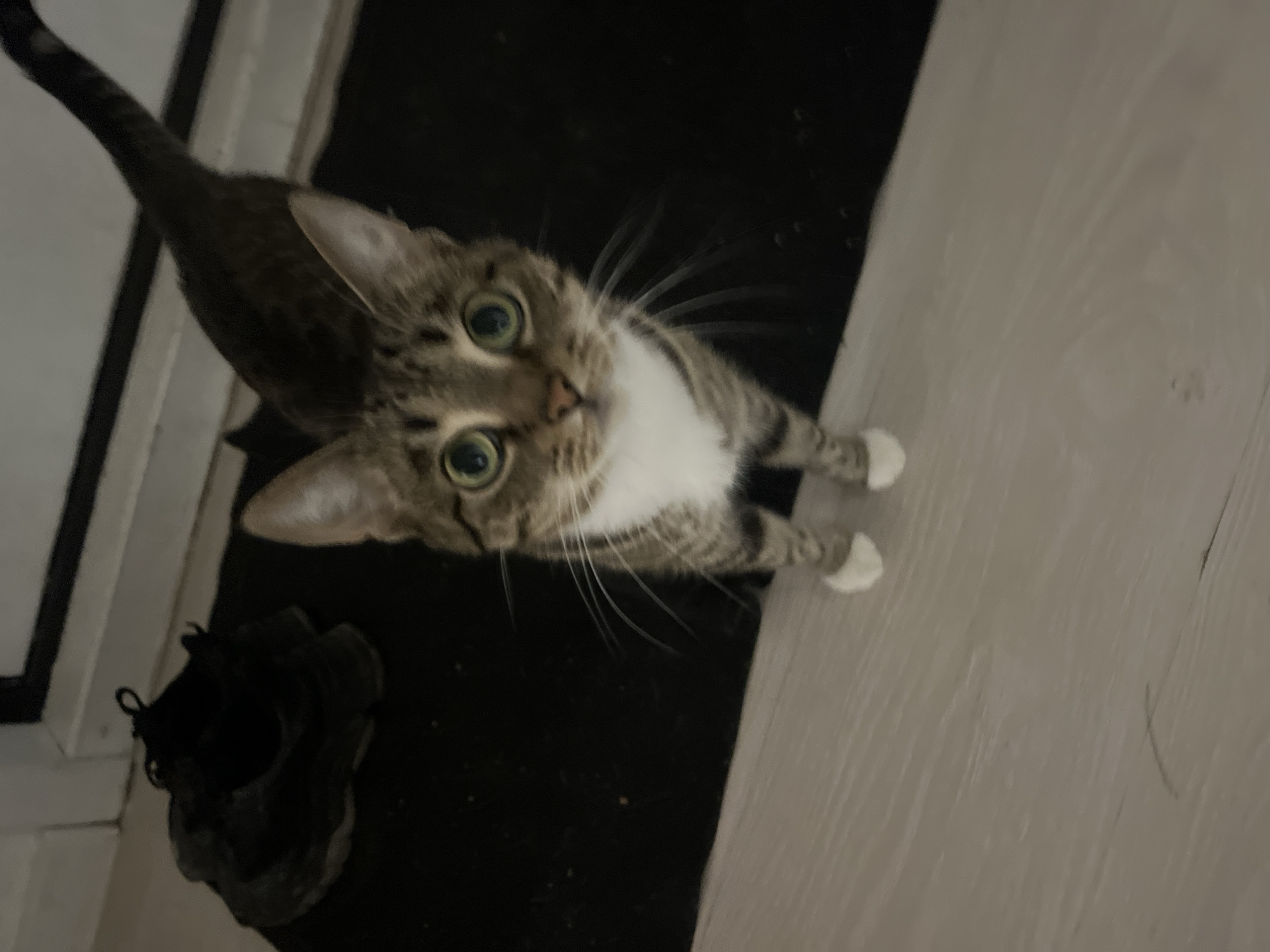 Tabby cat going about its day in a Tolyatti apartment