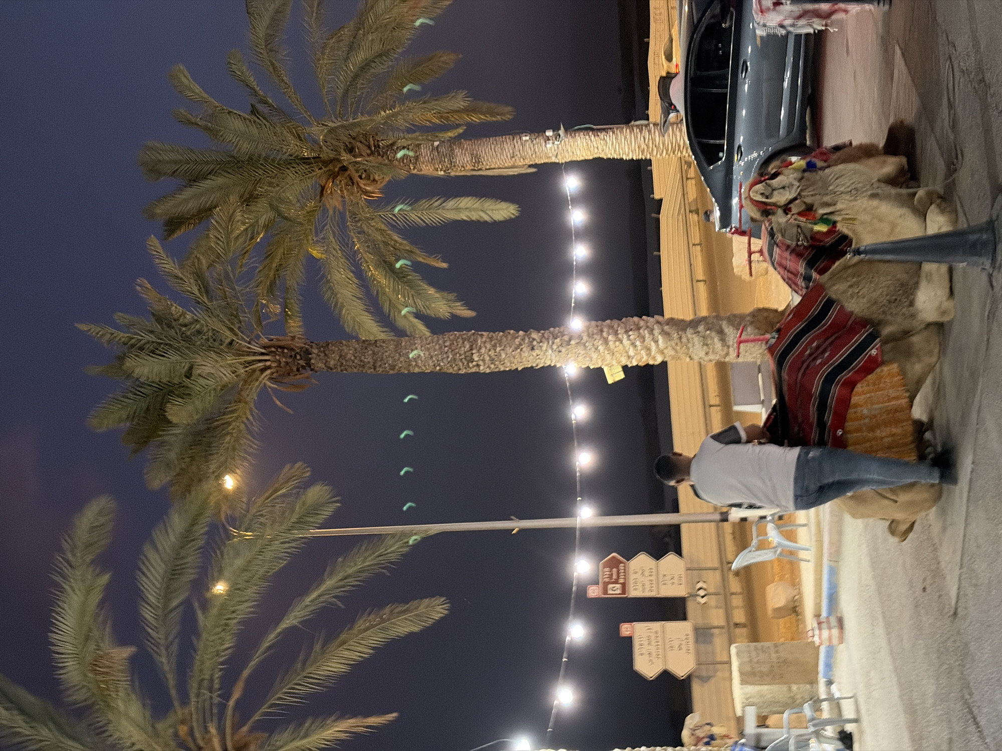 Palm trees observed in Megilot Yam HaMelakh public space
