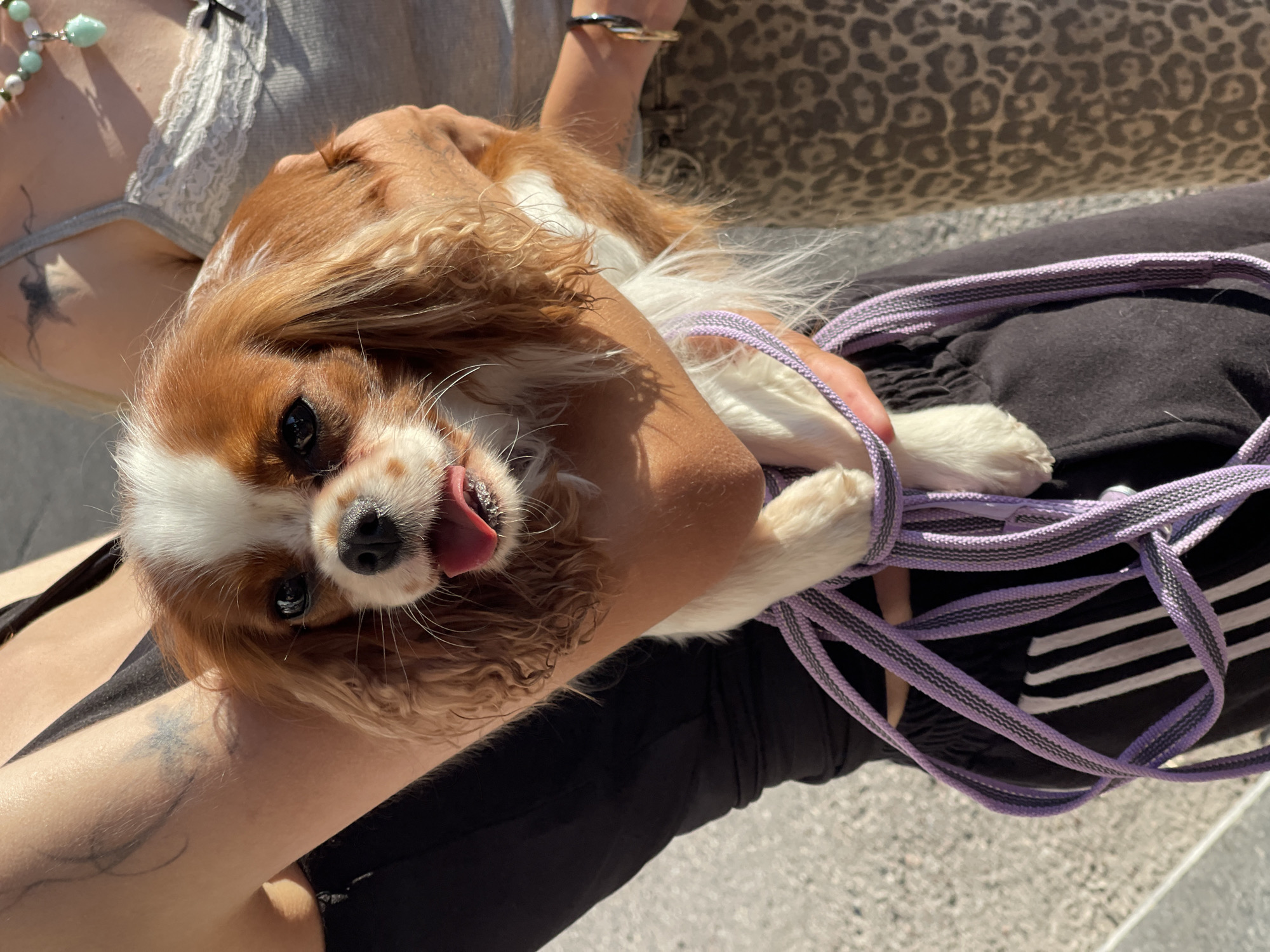 Cavalier King Charles Spaniel out on a summer day in Zelenogradsk