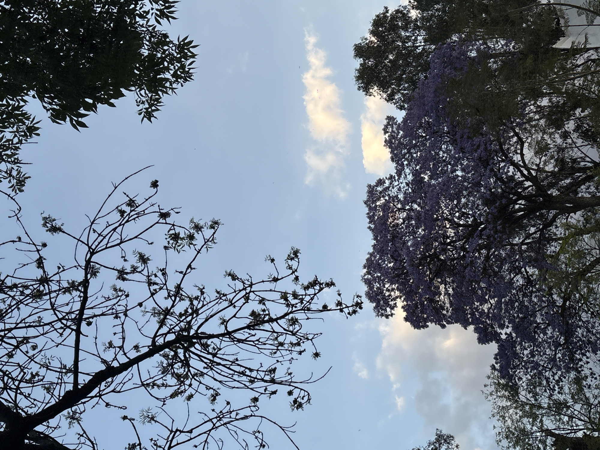 Purple flowering trees frame blue sky in Mexico City
