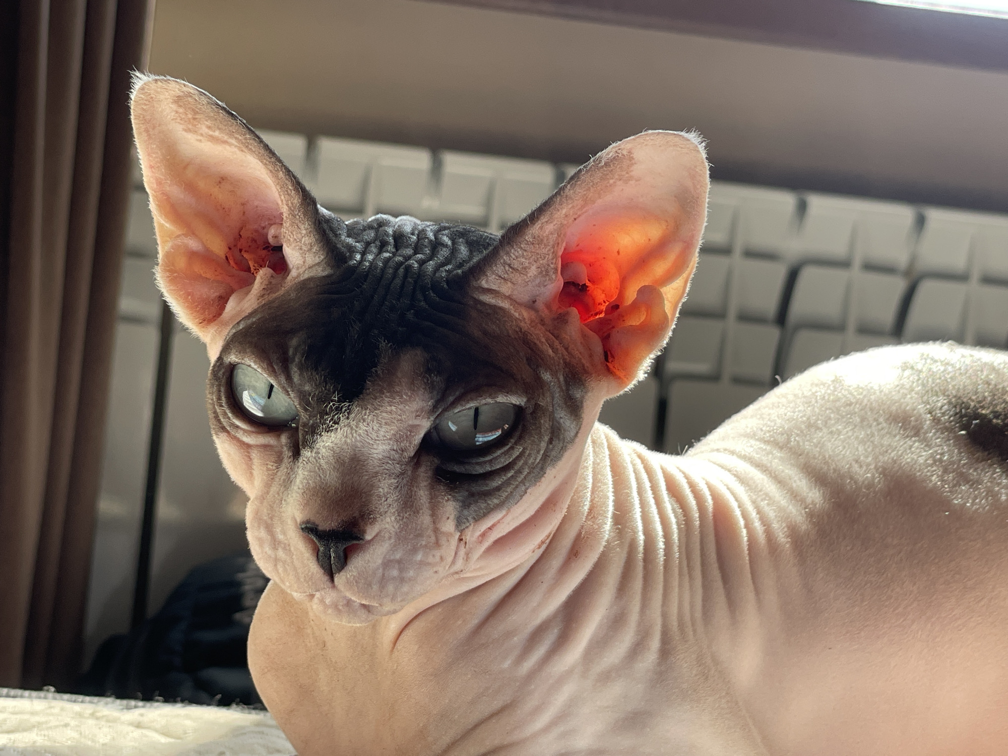 Sphynx cat lounging in a sunny Tashkent room