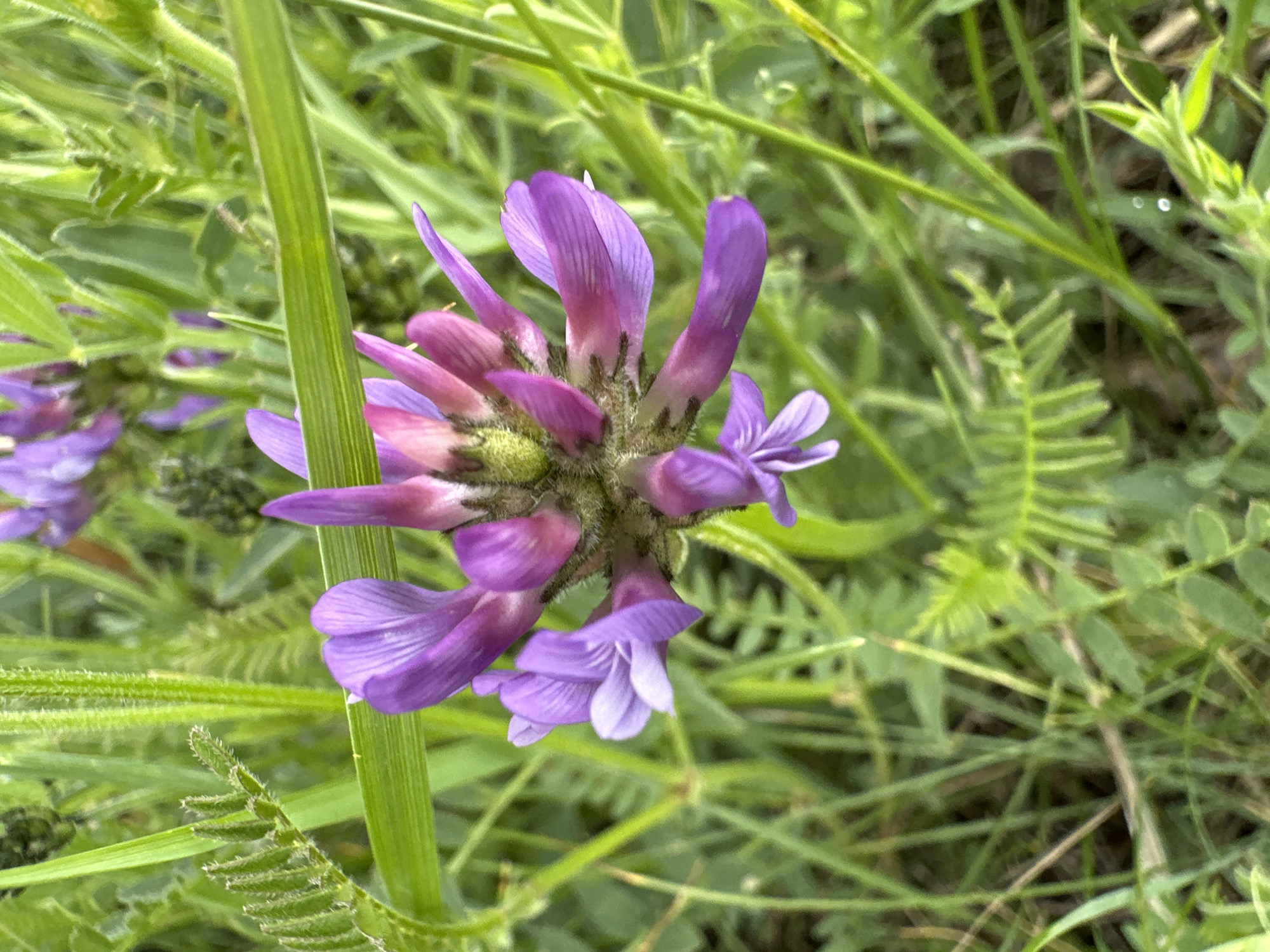 Morning snapshots capture children cycling, wildflowers blooming near Orthodox church