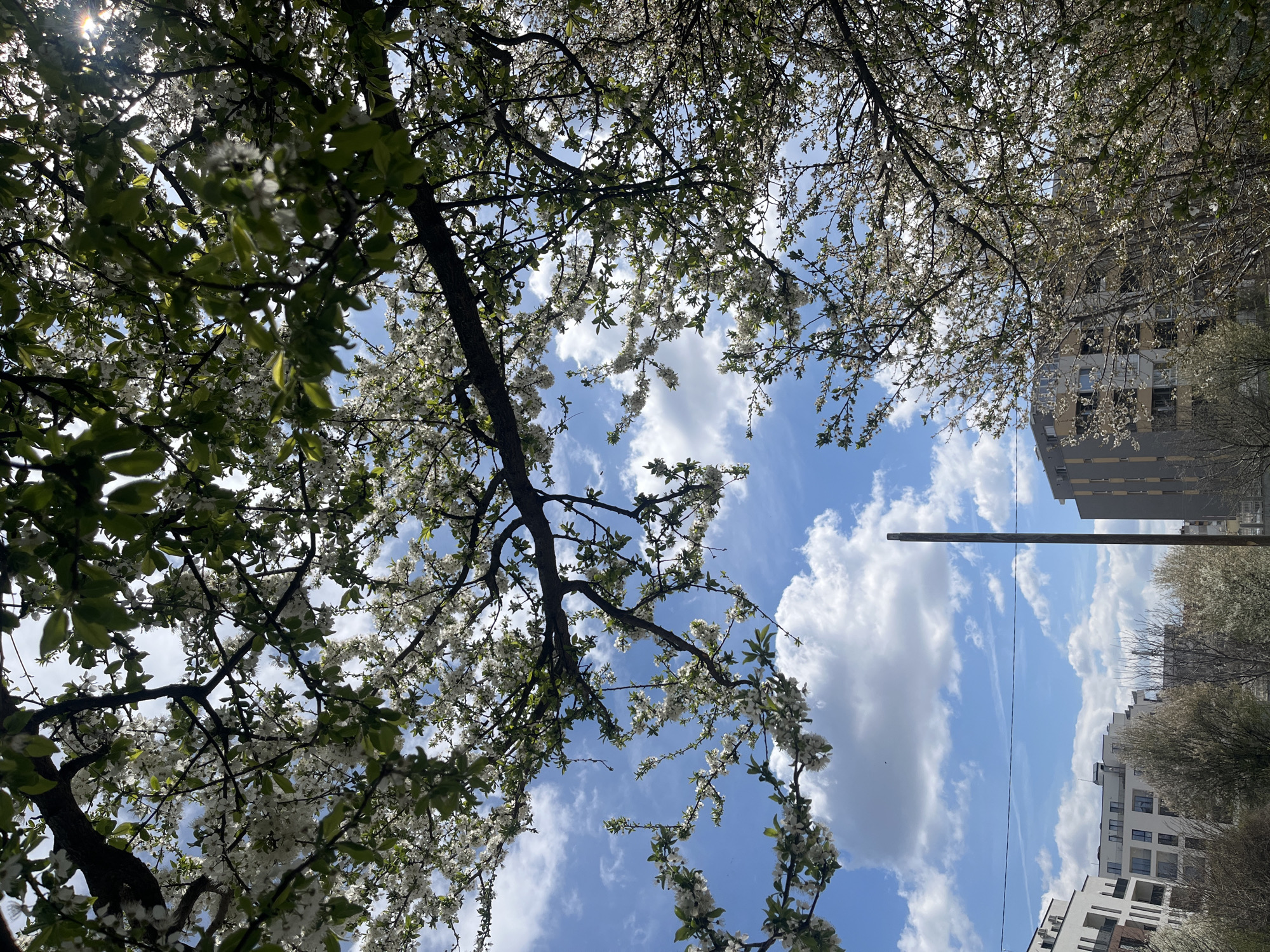 Spring blossoms captured on Sofia street, April 2026