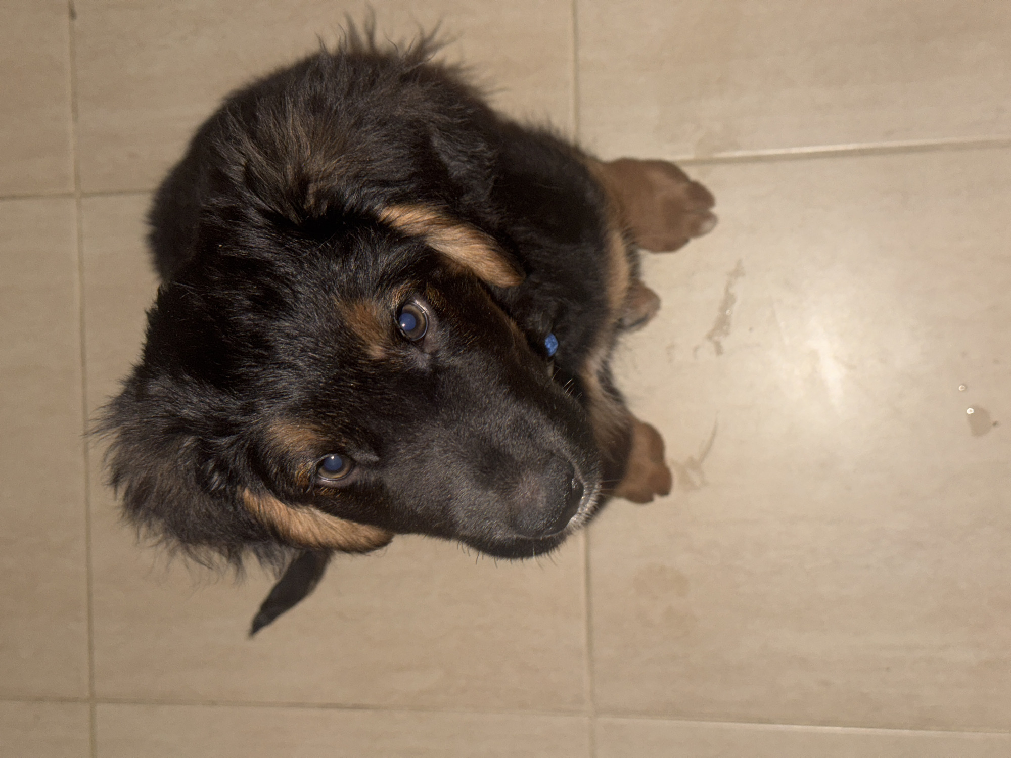 German Shepherd puppy photographed indoors in Budva, Montenegro