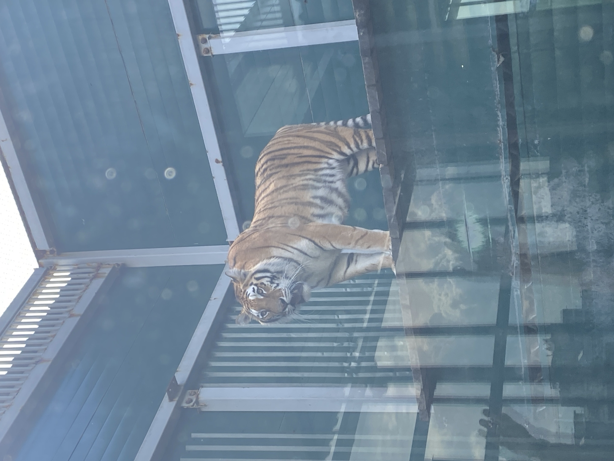 Zoo visit documented in Irkutsk, Russia shows diverse wildlife