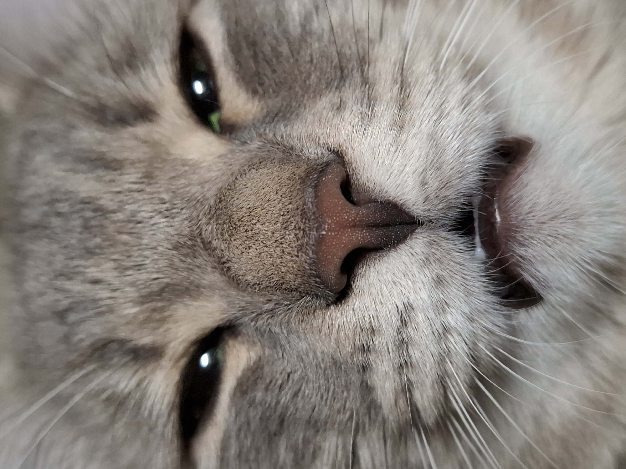 Gray tabby cat photographed extensively in Novi Sad apartment