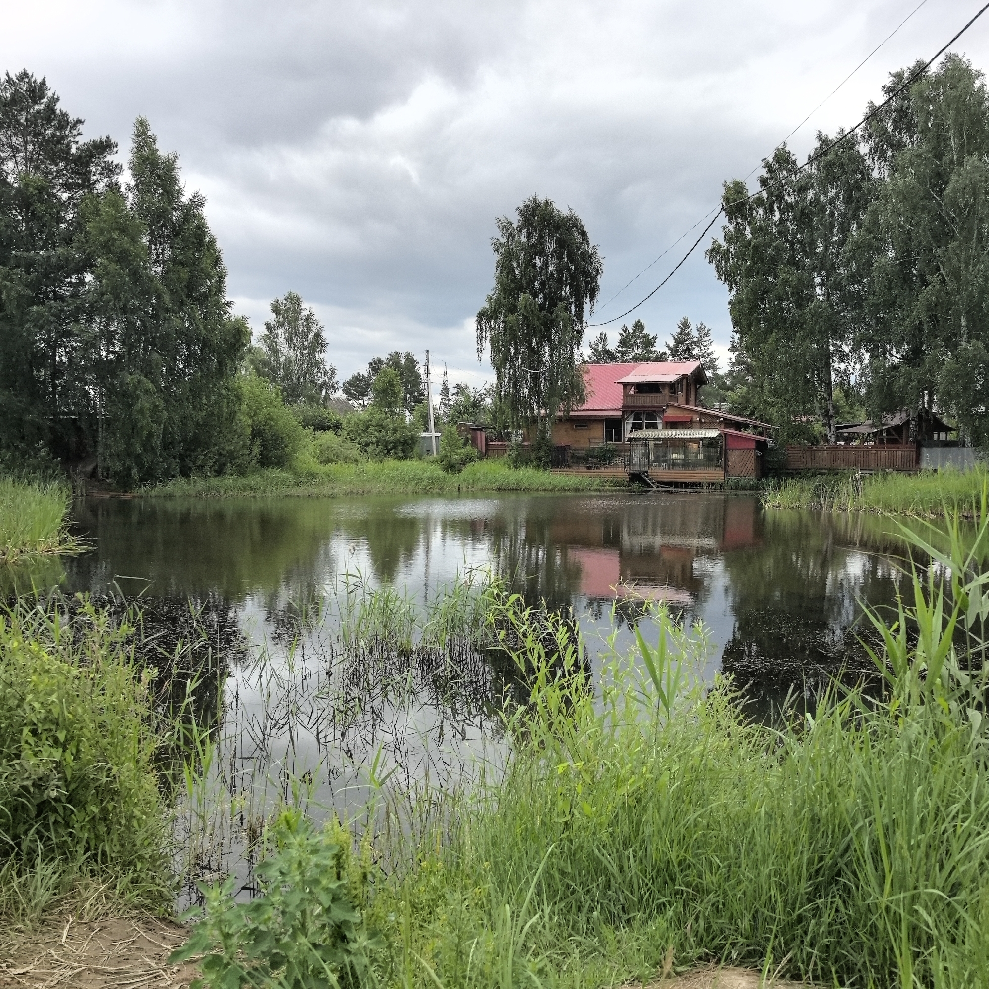 A quiet morning in the pine forests of Noviy, Russia