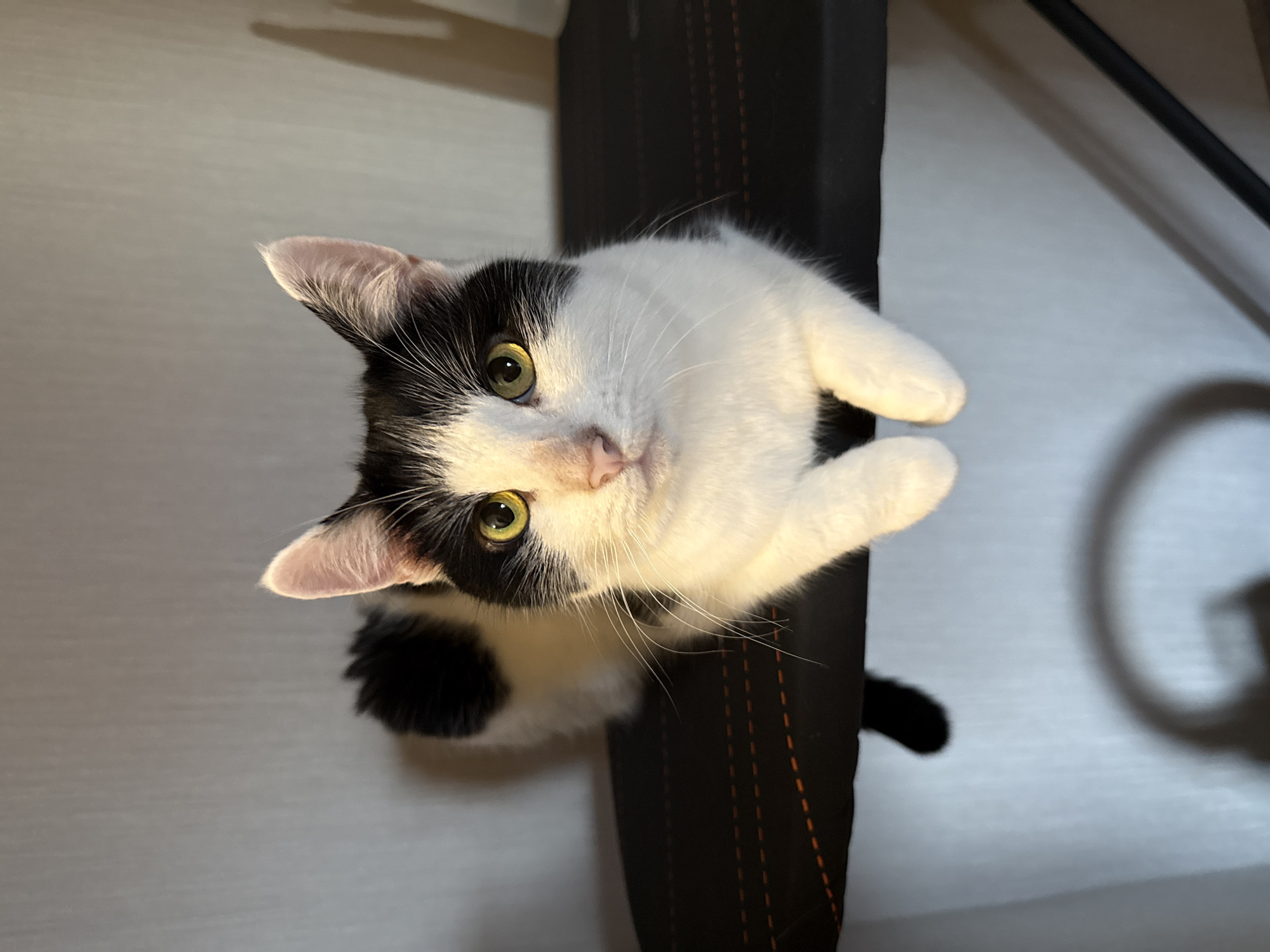 Tuxedo cat displays curious expression while looking upward