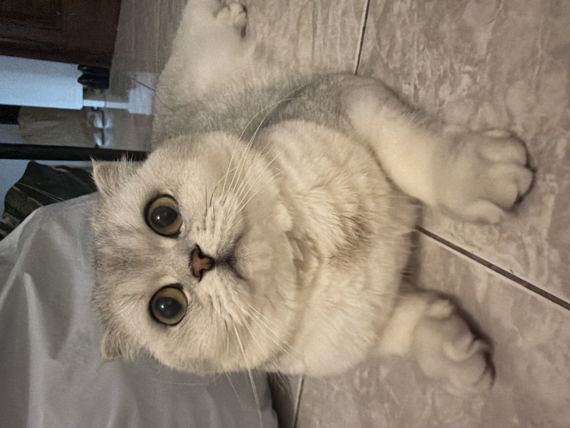 Scottish Fold cat holds court on a Rome apartment floor