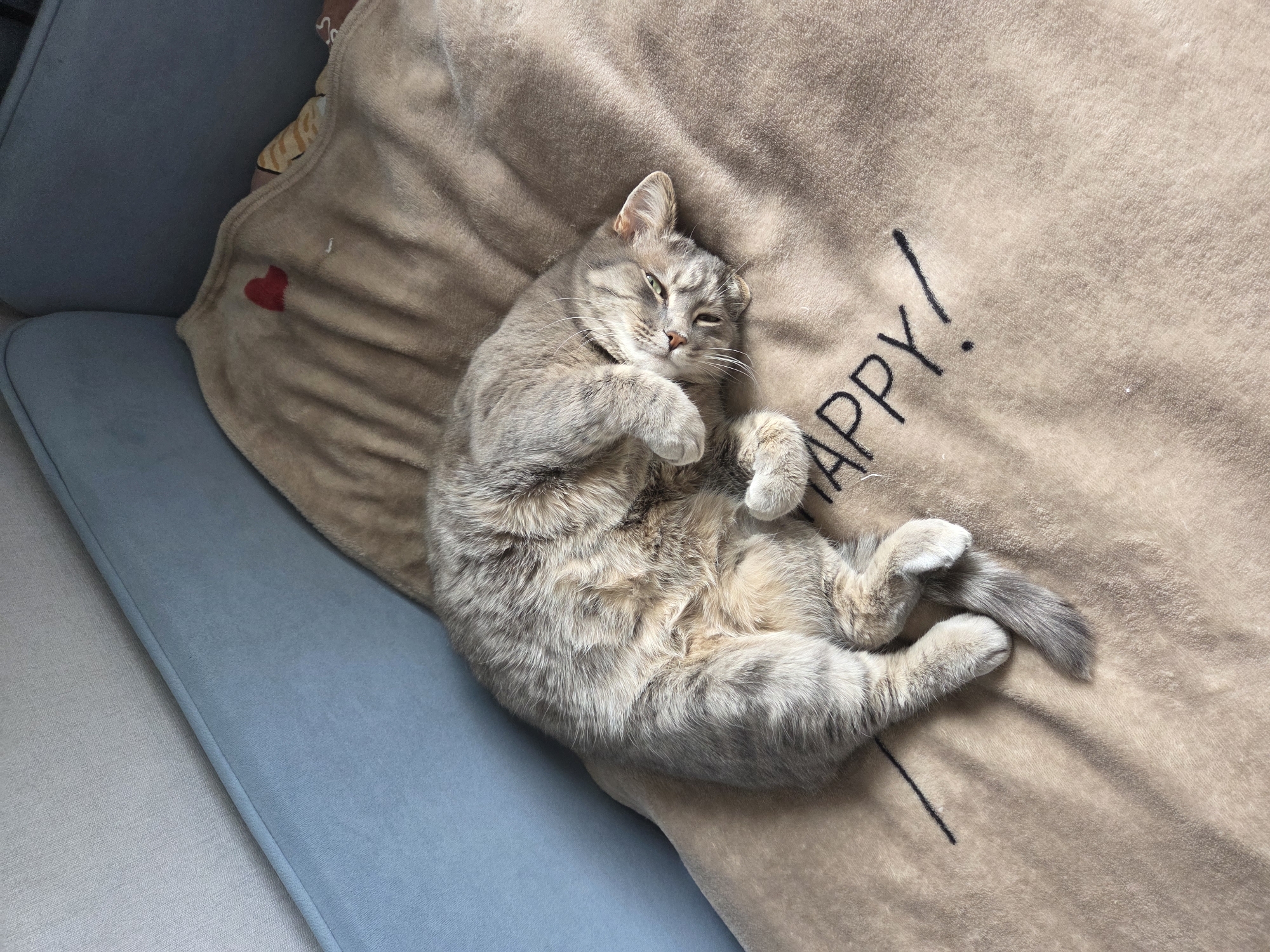 Cat enjoys belly rubs on happy blanket in Birobidzhan